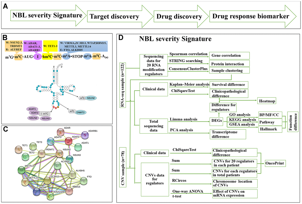 Summary for schematic diagram and RNA modification regulators (RNA-MRs) in NBL. (A) The schematic diagram of target mining and drug screening in this study. (B) A schematic view of location and types of predominant RNA modification. W: writer (methyltransferase), R: reader (RNA-binding protein), E: eraser (demethylase). TRDMT1: formerly DNMT2. (C) The protein interaction network among RNA-MRs using STRING analysis. KIAA1429: VIRMA. (D) The detailed schematic diagram for determination of NBL severity signature.