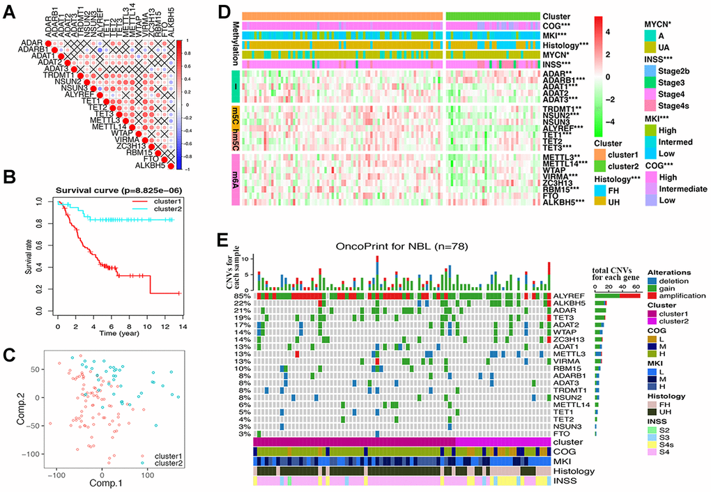 Differences of gene expression and CNV profile, survival and clinicopathological features in two groups defined by RNA modification regulators (RNA-MRs). (A) Spearman correlation analysis of RNA-MRs. Red: positive relation of gene expression between two genes; blue: negative relation. Color scale: the degree of relation. Cross (×): P>0.05 (no significant difference). (B) Kaplan–Meier overall survival curves for NBL patients in two groups. Ordinal: the percentage of survival; abscissa: survival years. "+" marks in line: censoring samples. (C) Principal component analysis of the transcriptome expression profile in the space of the first two principal components (Comp.). (D) Heatmap comparison of RNA-MRs for two groups. Horizontal color stripe above heatmap: one clinicopathological feature per line. Vertical color stripes: different methylation type regulated by each RNA-MR. Heatmap: expression differences of RNA-MRs (gradient color from green to red in each line showed downregulated to upregulated levels of each gene). *P P P E) The OncoPrint of CNV pattern in two groups. Blue dot: deletion; green dot: gain; red dot: amplification. The upper barplot: the number of CNVs per patient; the right barplot: the number of genetic mutations per gene (corresponding rate was at left); the bottom color stripe: clinicopathological features for each patient.