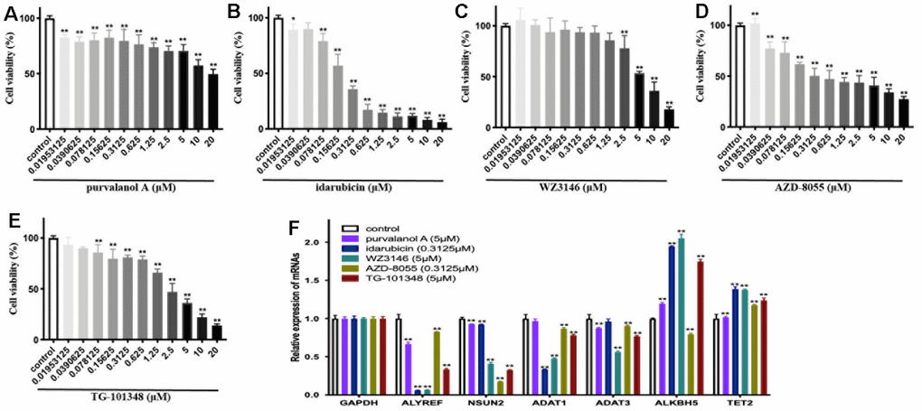 The cellular viability and dysregulation of RNA modification regulators (RNA-MRs) in human neuroblastoma cell line SH-SY5Y cells. (A–E) Concentration-dependent inhibition of cellular viability by purvalanol A, idarubicin, WZ3146, AZD-8055, TG-101348 (10-8~10-5 mol/L) at 24 h, measured by CCK8 assay. (F) The expression levels of ALYREF, ADAT1, ADAT3, NSUN2, ALKBH5, TET2 detected by quantitative real-time PCR. *p 