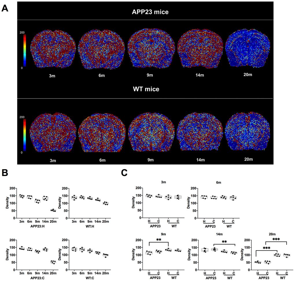 Density in APP23 and WT mice of different ages. (A) Colormap of Density in APP23 and WT mice of different ages. (B) Density values of cortex and hippocampus of APP23 and WT mice of different ages. (C) Comparison of the Density values in the cortex and hippocampus between APP23 and WT mice of the same age. WT: wide type; C: cortex; H: hippocampus; VSI, vessel size index.