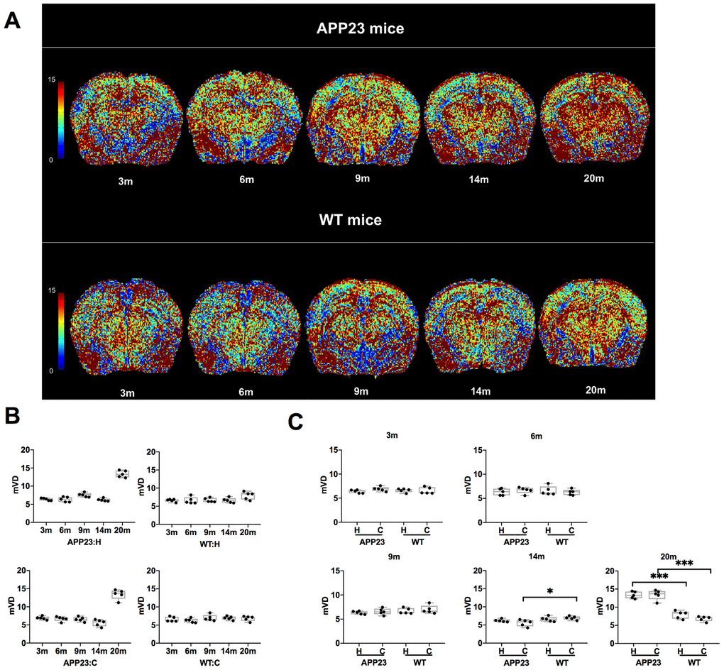 mVD values in APP23 and WT mice of different ages. (A) Colormap of mVD in APP23 and WT mice of different ages. (B) mVD values of cortex and hippocampus in APP23 and WT mice at different ages. (C) Comparison of mVD values in cortex and hippocampus between APP23 and WT mice at the same age. WT: wide type; C: cortex; H: hippocampus; mVD, mean vessel diameter in the voxel.