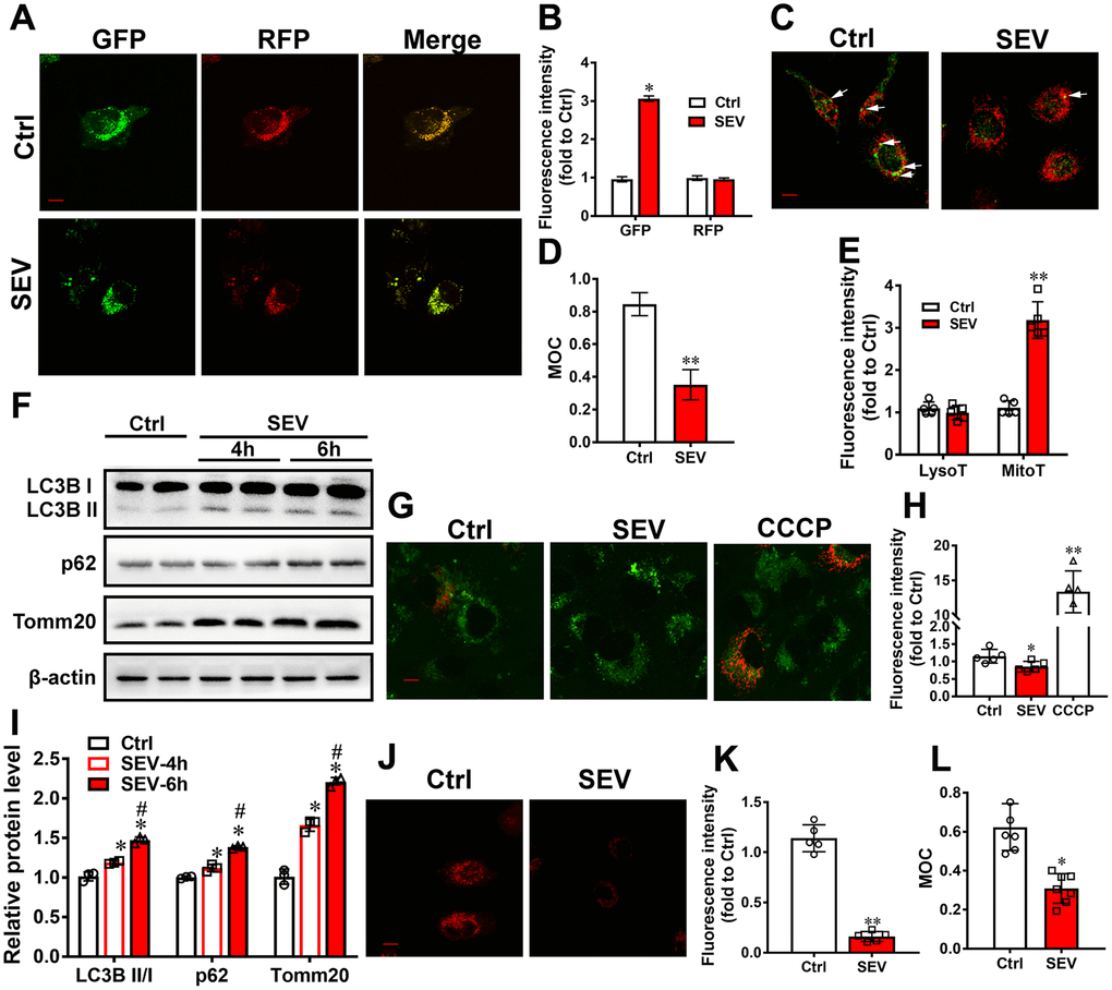 Sevoflurane induced mitophagy dysfunction in vitro. H4 cells were treated for 6 h with 4.1% sevoflurane 24 h after being transfected with AdM-CMV-mCherry-EGFP-LC3B adenoviruses. Fluorescent images were captured by confocal microscopy (A). The results of fluorescent analysis (B) and Manders’ overlap coefficient (D) are shown. H4 cells were treated with 4.1% sevoflurane for 6 h (SEV), and mitochondria and lysosomes were visualized using MitoTracker Red and LysoTracker Green (C). The results of fluorescent analysis (E) and Manders’ overlap coefficient (L) are shown. The LysoT referred to the fluorescent intensity of LysoTracker Green and the MitoT referred to the fluorescent intensity of MitoTracker Red. Primary cultured neurons were subjected to 4.1% sevoflurane for 4 h (SEV-4h) and 6 h (SEV-6h). The LC3B, p62 and Tomm20 protein levels were determined by western blotting analysis (F). The results of semi-quantitative analysis of LC3B, p62, Tomm20 and β-actin are shown in (I). H4 cells were treated for 6 h with 4.1% sevoflurane and CCCP (50 μM) for 30 min 24 h after being transfected with mt-Keima reporters. Fluorescent images were captured by confocal microscopy (G). The results of fluorescent analysis are shown in (H). H4 cells were treated with 4.1% sevoflurane for 6 h (SEV), and then treated with DQ-BSA at a final concentration of 10 μg/mL for 30 min. Intracellular fluorescent signals were analyzed by confocal fluorescence microscopy (J). The results of fluorescent analysis of DQ-BSA are shown in (K). Images show representative examples from three independent experiments for each group. Scale bar represents 10 μm. The data are expressed as mean ± SD. (B, D, E, K, L) *PPI) *PPH) * PP