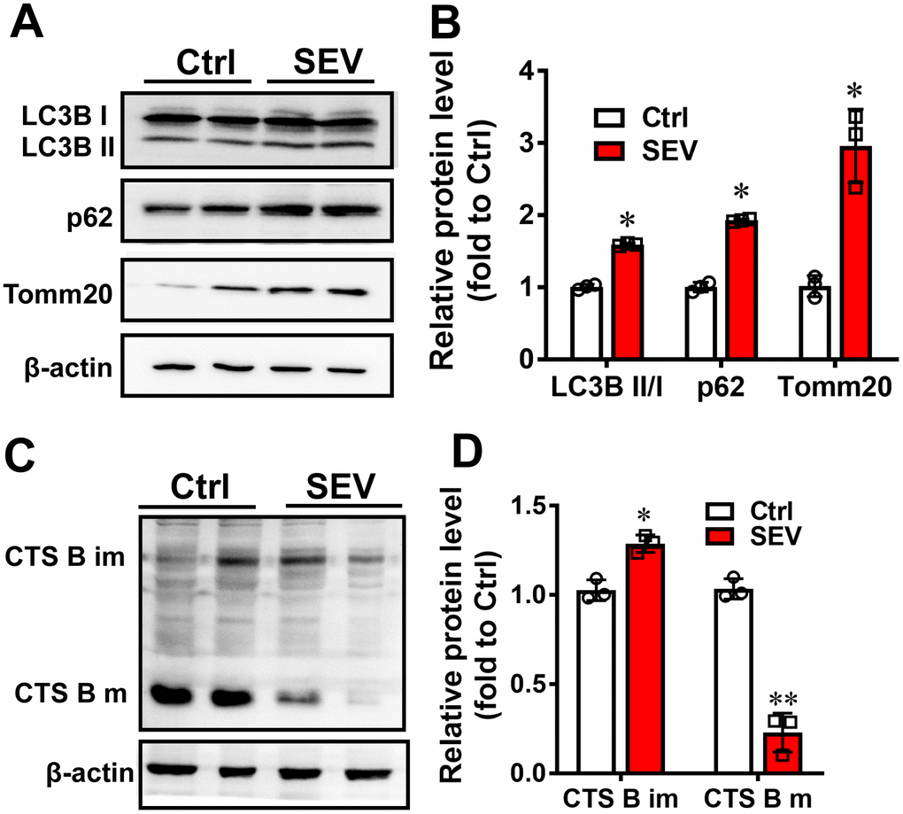 Sevoflurane induced mitophagy dysfunction in vivo. Eighteen-month-old rats were subjected to 2% sevoflurane for 5 h (SEV). The LC3B, p62 and Tomm20 protein levels in the hippocampus were determined by western blotting analysis (A). The results of semi-quantitative analysis of LC3B, p62, Tomm20 and β-actin are shown in (B). Cathepsin B (CTS B) and β-actin levels were determined by western blot (C). Results of semi-quantitative analysis of Cathepsin B bands are shown in (D). The data are expressed as mean ± SD. *PP