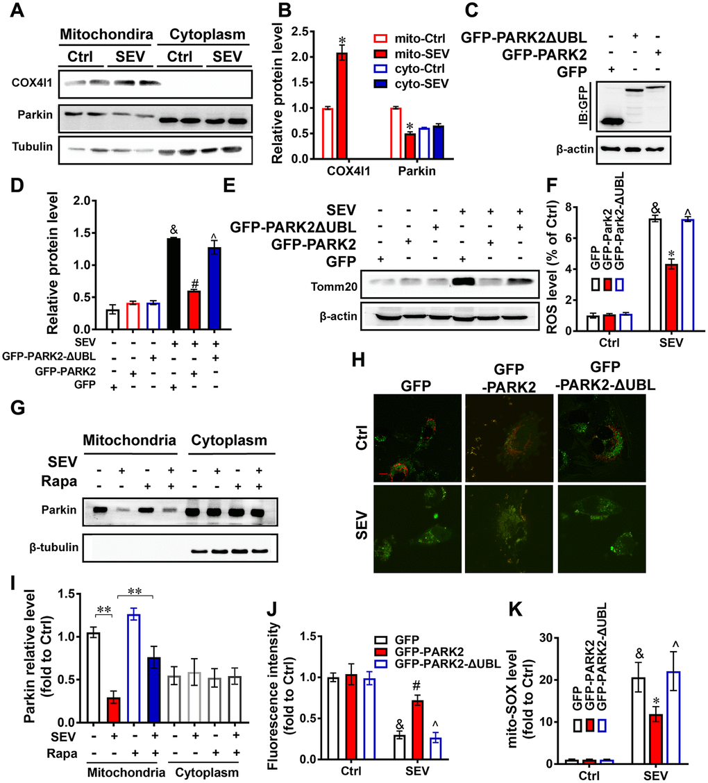 PARK2 is involved in neuroprotection mediated by mitophagy Eighteen-month-old rats were subjected to 2% sevoflurane for 5 h. The COX4l1 and Parkin protein levels in both the cytoplasm and mitochondria were detected by western blotting assay (A). The mito-Ctrl group and mito-SEV group referred to the mitochondria protein of hippocampus from aged rats with untreated or treated with sevoflurane. The cyto-Ctrl group and cyto-SEV group referred to the cytoplasmic protein of hippocampus from aged rats with untreated or treated with sevoflurane. The results of semi-quantitative analysis of COX4l1, Parkin and Tubulin are shown in (B). H4 cells were transfected with plasmids encoding pEGFP, PEGF-PARK2 or pEGF-PARK2ΔUBL following treatment of cells with 4.1% sevoflurane for 6 h. The levels of proteins after transfection were determined by western blotting against GFP (C). The Tomm20 level in the indicated groups were examined by western blotting (E). The results of semi-quantitative analysis of Tomm20 and β-actin are shown in (D). The ROS level (F) and mitochondrial ROS level (K) of each group were measured. Eighteen-month-old rats were subjected to 2% sevoflurane for 5 h. Rapamycin (20 mg/kg/d) was administrated intraperitoneally two days before sevoflurane treatment, and daily administrations were continued for one week. The levels of Parkin in both the cytoplasm and mitochondria were detected by western blotting assay (G). The results of semi-quantitative analysis of Parkin and Tubulin are shown in (I). H4 cells were transfected with plasmids encoding pEGFP, pEGFP-PARK2 or pEGFP-PARK2ΔUBL and a mt-Keima reporter following treatment of cells with 4.1% sevoflurane for 6 h. Intracellular fluorescent signals were analyzed by confocal fluorescence microscopy (H). The results of fluorescent analysis are shown in (J). Images show representative examples from three independent experiments for each group. Scale bar represents 10 μm. The data are expressed as mean ± SD. (B) *PD, F, J, K) &PPPI) **P