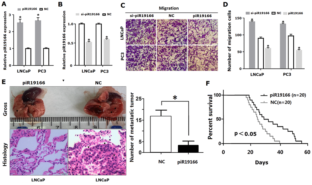 PiR-19166 suppressed migration and metastasis in PCa. (A, B) Overexpressing or silencing of piR-19166 was confirmed into PC3 and LNCaP cells by qRT- PCR (*PC, D) The cell migration of PC3 and LNCaP was assessed by Transwell assay (*PE) The number of metastatic tumor (blue arrow) was assessed by assay of lung metastasis models of nude mice after overexpression of piR-19166 in LNCaP cells (*PF) The survival time was assessed between overexpression group of piR-19166 and control group (NC),*P