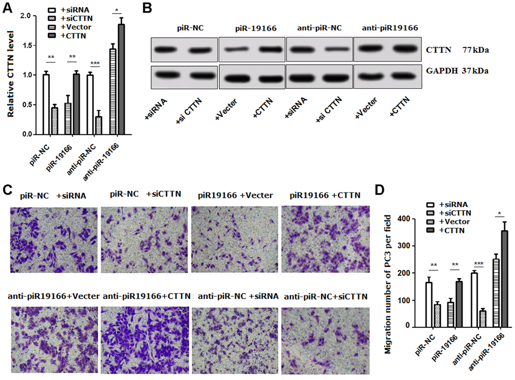 Rescue assays detected the effects of CTTN suppressed by piR-19166 in metastasis. (A, B) RNA and protein levels of CTTN were detected respectively by qRT-PCR and western blot in PC3 cells with the presence of CTTN overexpression or vector control and si-CTTN or siRNA control. (C, D) Overexpression of CTTN rescued the biologic effects via piR-19166-induced, whereas knockdown of CTTN simulated the effects associated with piR-19166 through cell migration in PC3. Error bars represent the mean ± SD of three independent experiments. *P 
