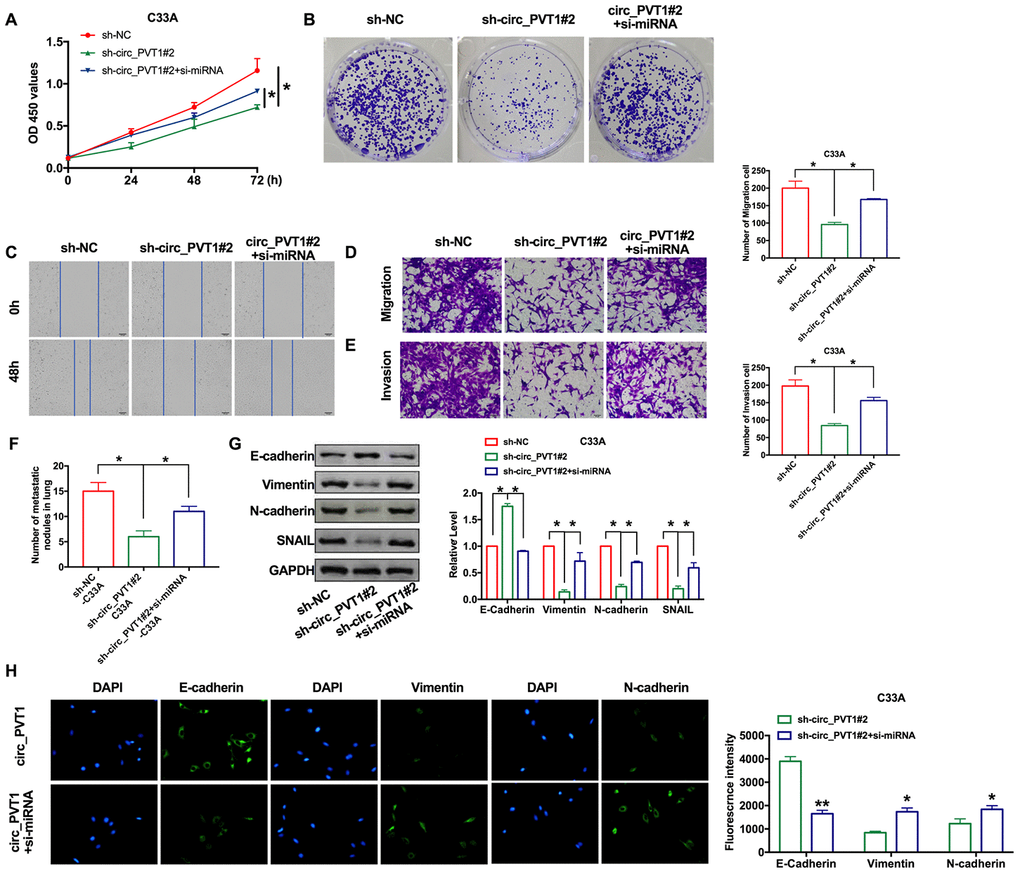 Downregulation of miR-1286 induced EMT and invasion of cervical cancer cells. (A) The CCK8 assay was performed in cervical cancer cell lines. n=8, *P B) Clone formation assays in cervical cancer cell lines. (C) Wound healing assay was carried out for migration. (D, E) The migration and invasion were explored by transwell. n=6, *PF) The number of nodules was statistics for detecting lung metastasis. n=6, *PG) The expression of metastasis-associated protein, E-cadherin, Vimentin, N-cadherin and SNAIL were detected. n=6, *PH) Immunofluorescence representative images of E-cadherin, Vimentin, N-cadherin. n=6, *PP