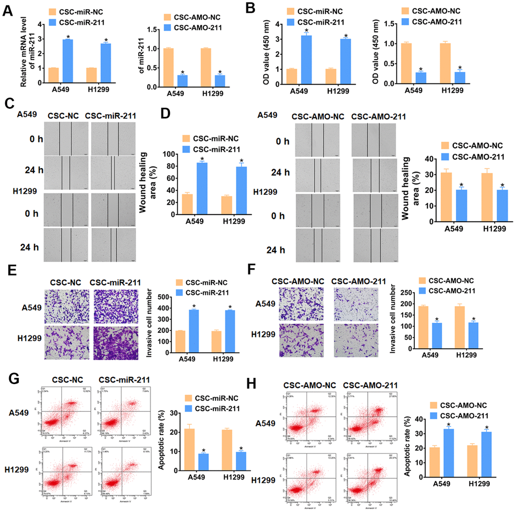 Exo-miR-211 derived from CSCs accelerate cancer progression of NSCLC cells. A549 and H1299 cells were incubated with exosomes isolated from CSCs transfected miR-211 or AMO-211 or its NC. (A) qRT-PCR analyzed the expression of miR-211 A549 and H1299 cells. n=6, *pB) CCK8 was used to test viability of A549 and H1299 cells. n=10, *pC, D) Would healing assay to detect migration ability. n=4, *pE, F) Transwell assay to detect invasion ability. n=4, *pG, H) The number of apoptotic cells was calculated by flow cytometry. n=6, *p