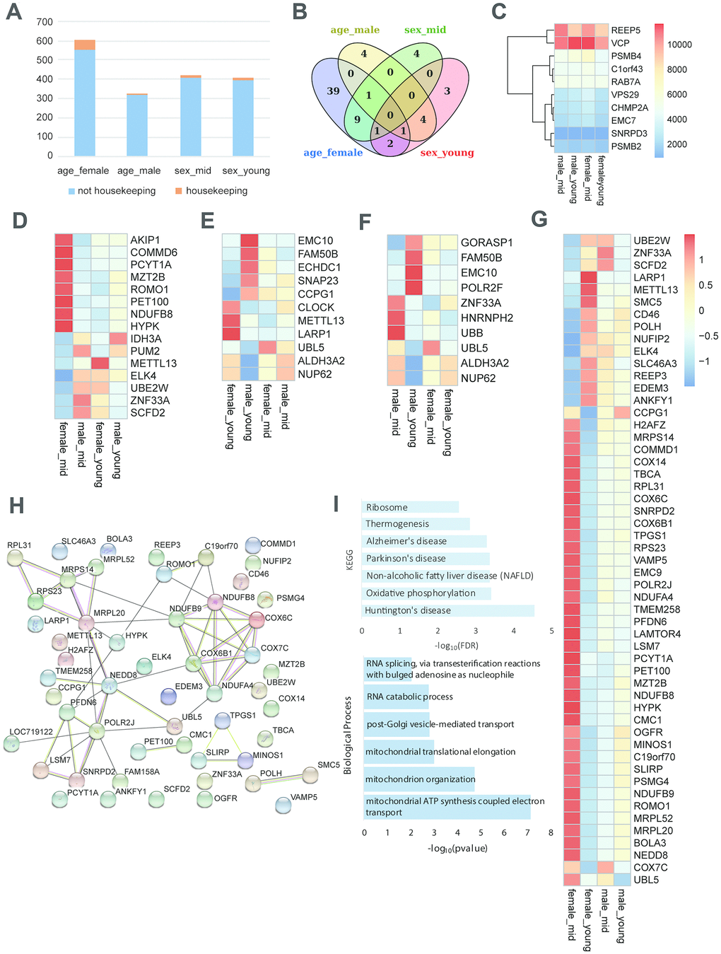 Housekeeping gene expression in the hypothalamus. (A) Proportion of housekeeping genes in differentially expressed genes (p value B) The overlap of differentially expressed housekeeping genes according to age and gender. (C) The heatmap shows an example of stably expressed housekeeping genes. (D–G) The heatmap represents the differentially expressed housekeeping genes of middle-aged females vs. males (D), young-aged females vs. males (E), middle-aged vs. young-aged males (F), and middle-aged vs. young-aged females (G). (H) The protein interactions of differentially expressed housekeeping genes of middle-aged vs. young-aged females. (I) The KEGG pathway enrichment and GO biological process of differentially expressed housekeeping genes of middle-aged vs. young-aged females.