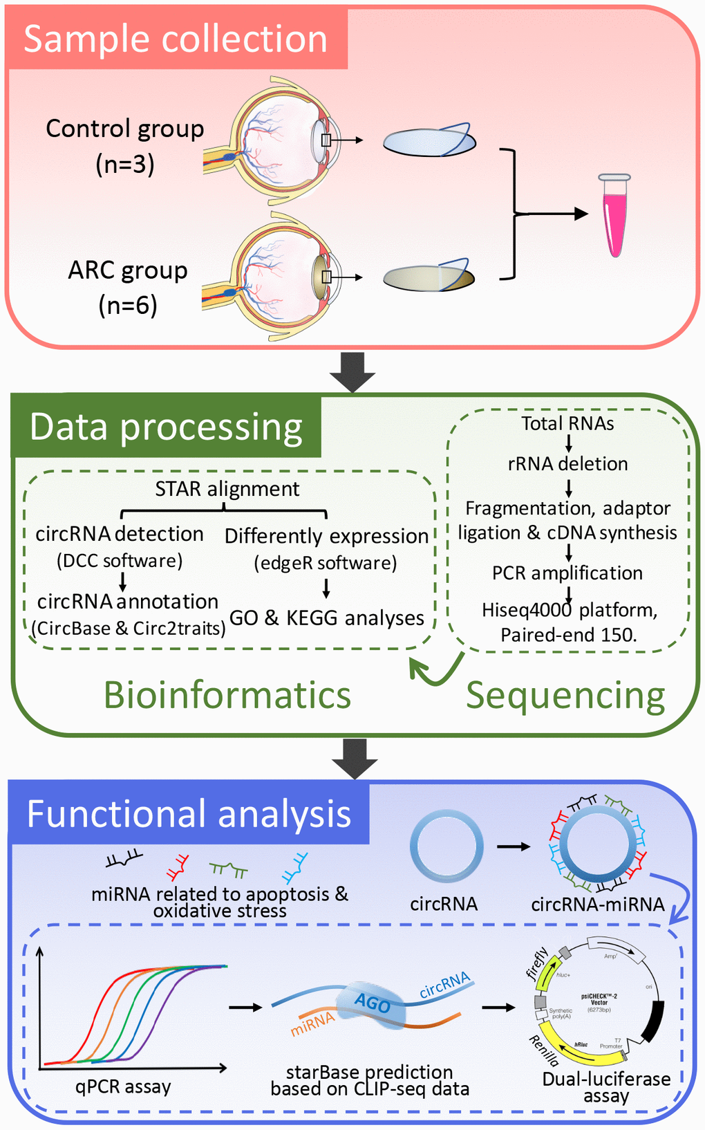 A basic schematic diagram of our study. This flowchart details the process of RNA-seq data acquisition and verification of the functional circRNAs in age-related cataract (ARC).