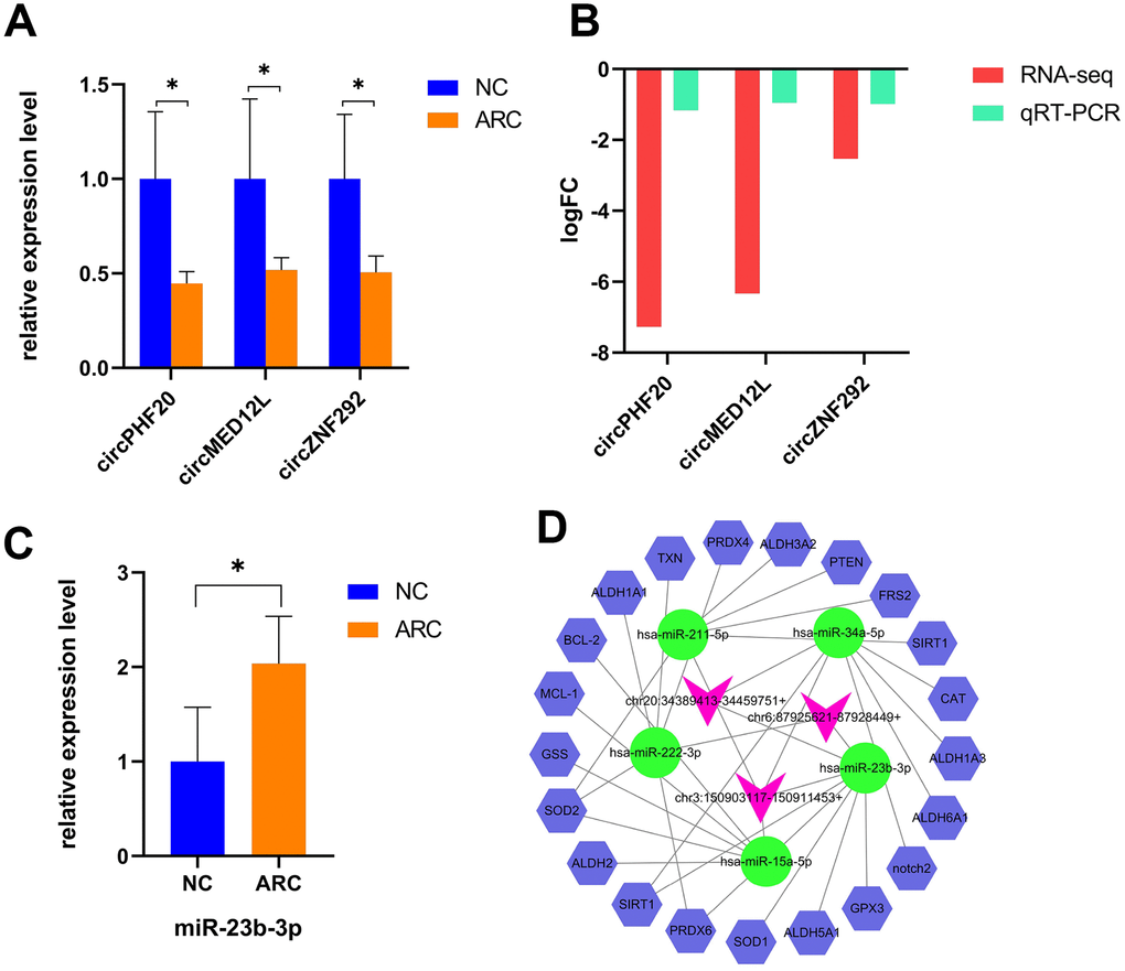 Verification and the interaction network of selected circRNAs in ARC. (A) qRT-PCR validation of candidate circRNAs in the control and ARC groups (*, P B) The log2FC (fold change) of candidate circRNAs with significant difference by RNA-Seq and qRT-PCR. (C) Validation of miR-23b-3p in the normal and ARC groups. (D) A circRNA-miRNA-mRNA interaction map. The purplish red arrowheads represent circRNAs, the green ovals represent cataract-related miRNAs, and the blue hexagons represent the target genes related to oxidative stress. StarBase and TargetScan were used to predict the target mRNAs of these miRNAs, among which the oxidative stress related genes of miR-23b-3p are GPX3, SIRT1, PRDX6, ALDH6A1, and SOD1.