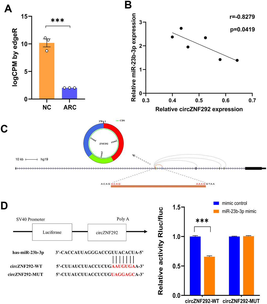 General characteristics of circZNF292. (A) RNA-Seq results of circZNF292 in the plasma from ARC patients. LogCPM by edgeR is the CPM value normalized by edgeR software and scaled by log2 (***, PB) The negative correlation of relative expression between circZNF292 and miR-23b-3p detected by qPCR (Pearson’s correlation coefficient R is presented and P C) CircZNF292 was located between the second and fourth exons of its host gene. (D) Dual-luciferase reporter assay between circZNF292 and miR-23b-3p.