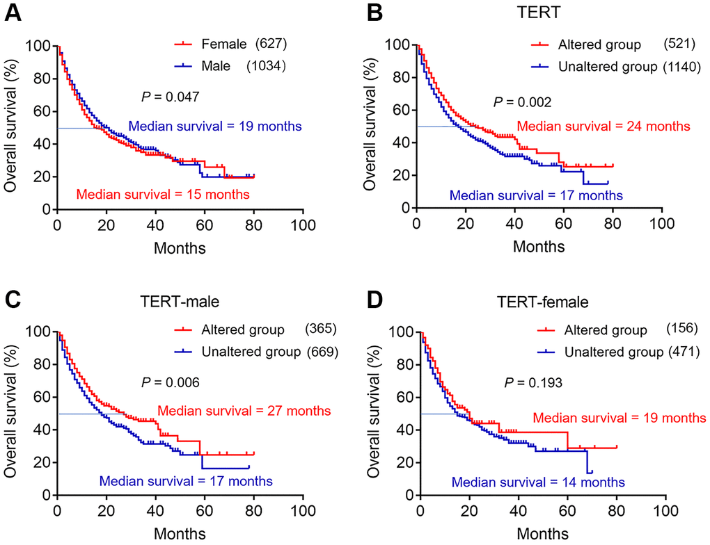 The effect of TERT mutation and sex disparity on the efficacy of immunotherapy in cBioPortal database. (A) Kaplan-Meier survival analysis between female and male patients in ICI treatment cohort. The red curve represents female group, and the blue curve represents male group. (B) Kaplan-Meier survival analysis between TERT altered and unaltered group in ICI treatment cohort. The red curve represents TERT altered group, and the blue curve represents unaltered group. (C) Kaplan-Meier survival analysis between TERT altered and unaltered group in the TERT-male cohort. The red curve represents TERT altered group, and the blue curve represents unaltered group. (D) Kaplan-Meier survival analysis between TERT altered and unaltered group in the TERT-female cohort. The red curve represents TERT altered group, and the blue curve represents unaltered group.