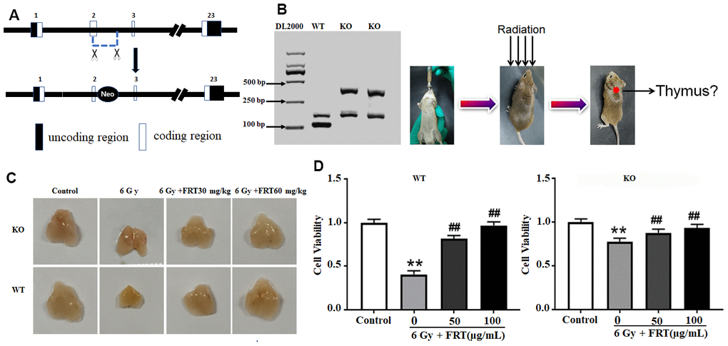FRT protected against radiation damage through PARP-1 both in vivo and in vitro. (A) PCR was used to identify PARP-1 gene in KO mice; (B) Animal model of radiation injury induced by 6 Gy irradiation in mice; (C) Mice were administered FRT orally for 4 days prior to irradiation. The thymus was harvested 4 days after irradiation and the tissue appearance observed by using a digital camera (n=5). (D) Thymus cells were prepared from WT mice and KO mice and irradiated with a dose of 6 Gy. FRT of 50 and 100 μg/mL were provided to cells 2 h prior to irradiation. The CCK-8 method was used to measure cell viability 6 h after irradiation. Data was expressed as mean ±SD, n=5. (** P