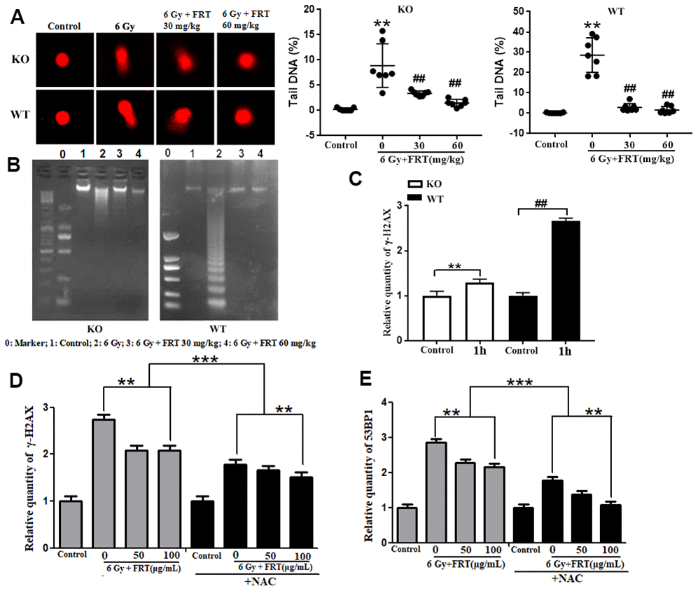 Protective effect of FRT on radiation-induced DNA damage due to ROS in thymus tissue. (A) Effect of FRT on radiation-induced DNA damage measured by comet assay in thymus tissue of KO mice (**P PB) Protective effects of FRT on radiation-induced DNA fragments measured by DNA Ladder assay in thymus tissue of KO mice. PARP-1 knockout reduced radiation-induced DNA fragmentation in irradiated thymus cells (n=5). (C) The thymus was removed from WT mice and KO mice then ground into a cell suspension prior to allocation into a control group or 6 Gy radiation group. Thymus cells were harvested 1h after irradiation and γ-H2AX levels were measured by flow cytometry (** PPD) Thymus cells were treated with FRT and inhibitor of ROS (NAC, 0.5 mM) 2 h before irradiation. Intracellular 53BP1 levels were measured by flow cytometry 1 h after irradiation. (** PE) Thymus cells were treated with FRT and inhibitor of ROS (NAC, 0.5 mM) 2 h before irradiation. Intracellular γ-H2AX levels were measured by flow cytometry 1 h after irradiation. (** P