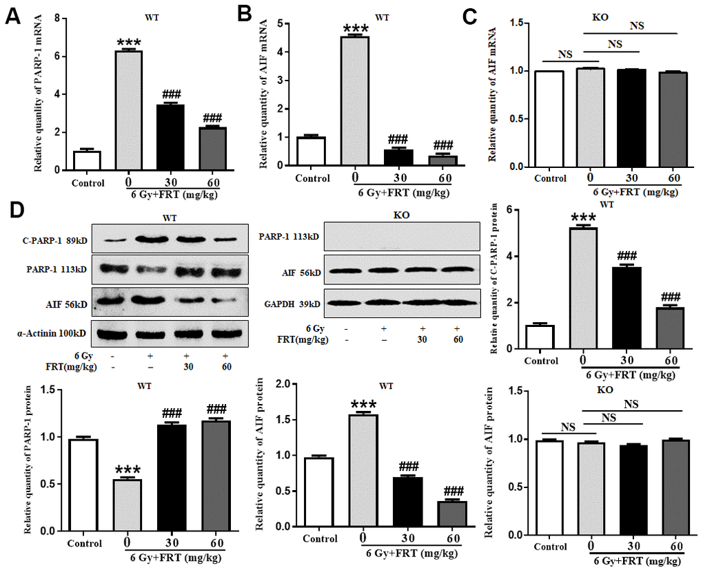 FRT played a role in radiation protection by regulating PARP-1/AIF. KO mice and WT mice were pretreated with FRT, then after 4 days irradiated with a dose of 6 Gy. Thymus tissue was removed 4 days after radiation. (A) RNA was extracted using a homogenizer and the expression of PARP-1 gene was quantified using fluorescent quantitative PCR. PARP-1 gene expression was increased after irradiation of WT mice. FRT was effective in inhibiting activation of PARP-1 after irradiation (*** PPB) AIF gene expression increased after irradiation in WT mice. FRT was effective in inhibiting activation of AIF after irradiation (*** PPC) In the thymus tissues of KO mice, there was no significant difference in AIF gene expressions between the control, radiation group and FRT drug groups (NS, not significant). Data was expressed as mean ±SD, n=5. (D) Proteins in thymus tissues were extracted by RIPA lysis buffer. Protein expressions of PARP-1 and AIF, as measured by Western blot analysis, increased after irradiation in WT mice. FRT effectively inhibited the activation of PARP-1 and AIF after irradiation. In the thymus tissues of KO mice, there was no significant difference in AIF protein expressions between the control, radiation group and FRT drug groups (NS, not significant; *** PP