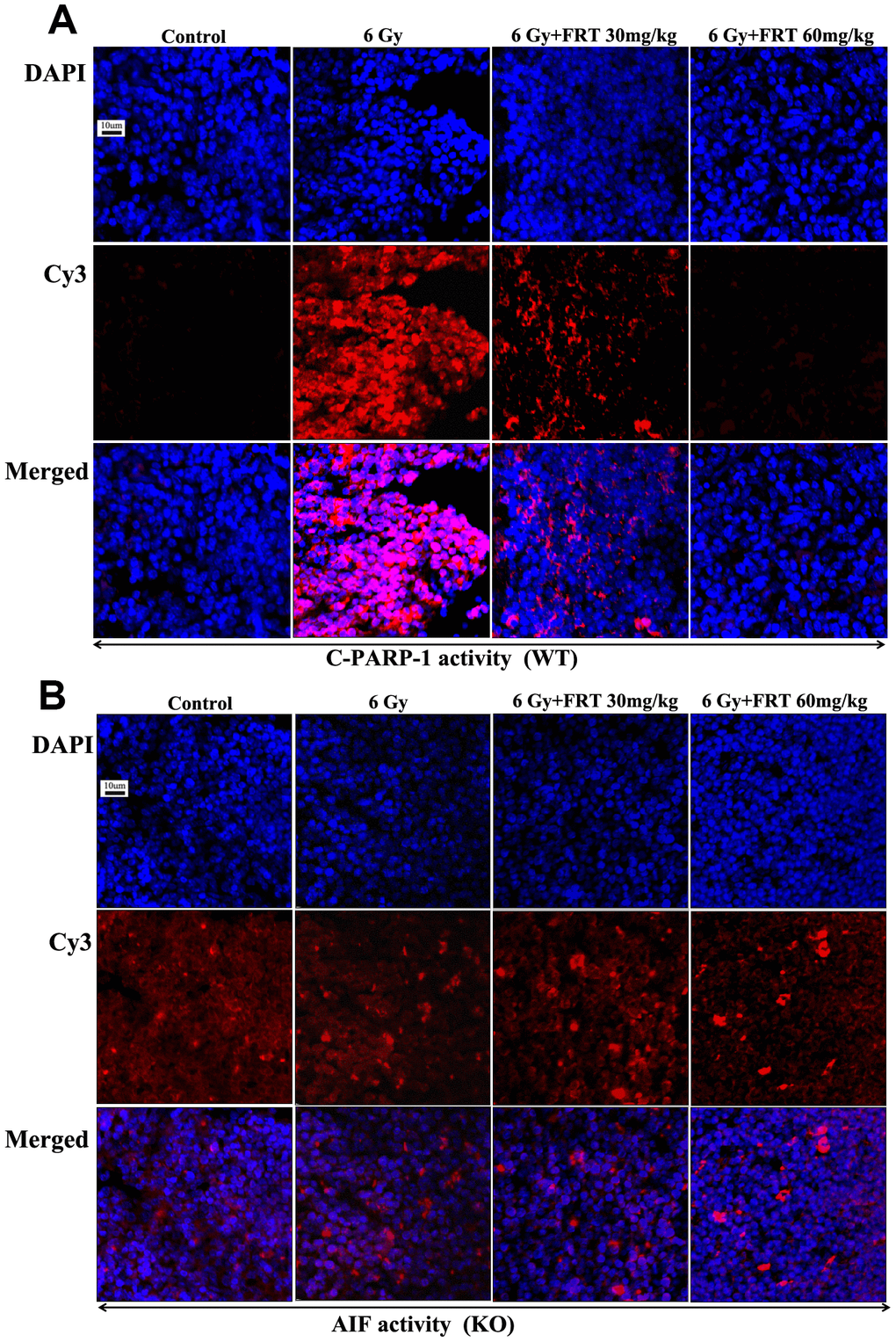 FRT played a role in radiation protection by inhibiting PARP-1 activation and reducing AIF release. (A, B) Expressions of C-PARP-1 and AIF in mouse thymus tissues measured by immunofluorescence. Paraffin-embedded specimens were sliced into sections (4 μm), stained with Cy3 labeled fluorescent secondary antibody (1:500) combined with primary antibody against specific proteins and with DAPI for nuclear staining, sealed with anti-fluorescence quencher, then observed immediately using confocal laser scanning microscopy (n=5).