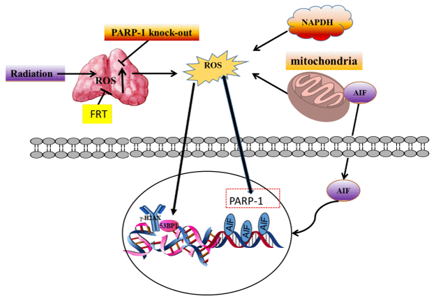 FRT protected against radiation damage by regulating the PARP-1/ROS/DNA pathway, and by inhibiting the activation of PARP-1/AIF.