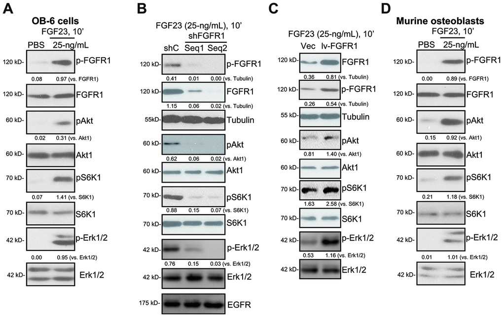 FGF23 activates FGFR1-Akt-S6K1 and Erk1/2 signalings in osteoblasts. The differentiated OB-6 human osteoblastic cells (A) or the primary murine osteoblasts (D) were treated with FGF23 (25 ng/mL) or PBS (the vehicle control) for 10 min, total cell lysates were collected, with the expression of listed proteins tested by Western blotting (A and D). Stable OB-6 cells, with the applied FGFR1 shRNA (“shFGFR1-Seq1/2”, two non-overlapping sequences), the scramble control shRNA (“shC”), the lentiviral FGFR1-expressing construct (“lv-FGFR1”), or the empty vector (“Vec”), were treated with FGF23 (25 ng/mL) for 10 min, expression of listed proteins in total cell lysates were tested (B and C). For Western blotting assays, the same set of lysate samples were run in sister gels to test different proteins (same for all Figures). The exact same amount of protein lysates, 40 μg lysates per lane, were loaded in each lane (same for all Figures). The listed proteins were quantified and normalized to the loading controls (same for all Figures). Each experiment was repeated three times and similar results were obtained.