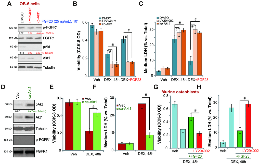 Akt activation mediates FGF23-induced osteoblast cytoprotection against DEX. The control OB-6 osteoblastic cells, pre-treated with LY294002 (500 nM, 30 min pretreatment) or the vehicle control (0.1% DMSO), as well as the stable OB-6 cells with the CRISPR/Cas9-Akt1-KO construct (“ko-Akt1”), were treated with FGF23 (25 ng/mL), after 10 min expression of the listed proteins in total cell lysates were shown (A). Alternatively two hours after the FGF23 treatment, cells were treated with dexamethasone (DEX, 1 μM) or the vehicle control (“Veh”), cell viability and cell death were tested by CCK-8 (B) or medium LDH release (C) assays, respectively. The stable OB-6 cells with the constitutively-active Akt1 construct (caAkt1) or the empty vector (“Vec”) were subjected to Western blotting assays to test listed proteins (D). Cells were treated with DEX (1 μM) or the vehicle control (“Veh”), after 48h cell viability (E) and cell death (F) were tested. The primary murine osteoblasts were pretreated with LY294002 (500 nM, 30 min pretreatment), followed by FGF23 (25 ng/mL) treatment for 2h, cells were further stimulated with DEX (1 μM) for 48h, cell viability (G) and death (H) were tested. Data were mean ± standard deviation (SD, n=5). # p