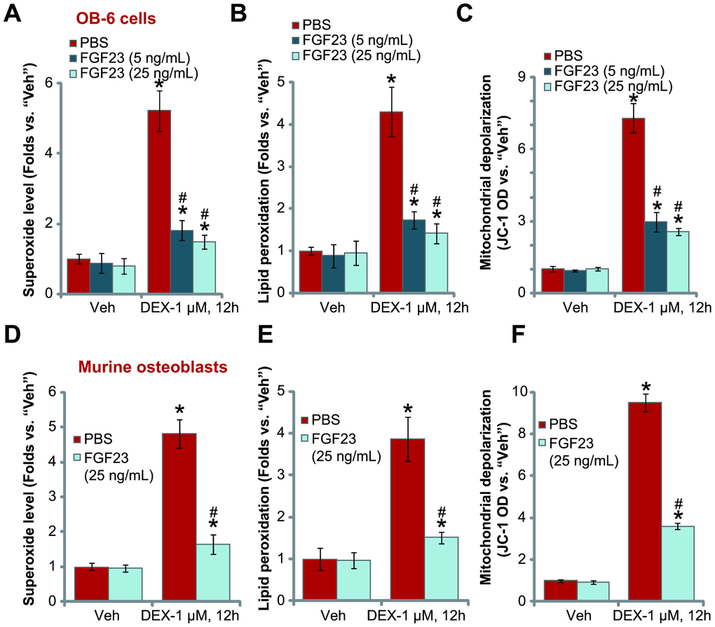 FGF23 inhibits DEX-induced oxidative stress in osteoblasts. OB-6 osteoblastic cells (A–C) or the primary murine osteoblasts (D–F) were pretreated with applied concentration of FGF23 (5 or 25 ng/mL) or vehicle control (PBS) for 2h, followed by dexamethasone (DEX, 1 μM) stimulation, cells were further cultured for additional 12h, superoxide contents (A and D), lipid peroxidation intensity (B and E) and mitochondrial depolarization (JC-1 green fluorescence accumulation, C and F) were tested, with results normalized. Data were mean ± standard deviation (SD, n=5). “Veh” stands for vehicle control for DEX. * pvs. “Veh” cells with PBS pretreatment. # pvs. DEX-treated cells with PBS pretreatment. Each experiment was repeated three times and similar results were obtained.