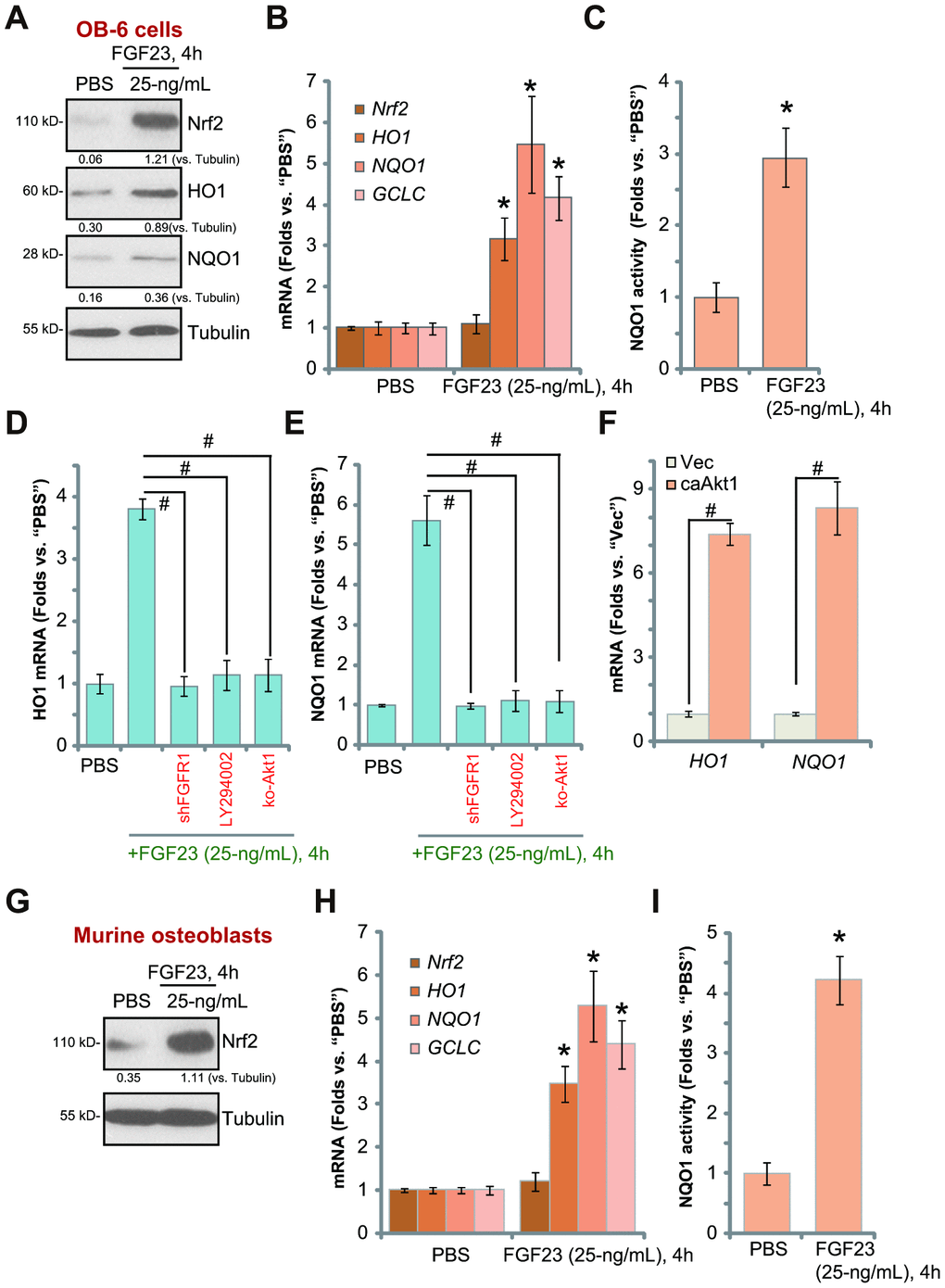 FGF23 activates Nrf2 signaling in osteoblasts. OB-6 osteoblastic cells (A–C) or the primary murine osteoblasts (G–I) were treated with FGF23 (25 ng/mL) for 4h, expression of listed genes in total cell lysates was tested by Western blotting and qPCR assays (A, B, G and H), with relative NQO1 activity tested as well (C and I). The control OB-6 cells, pre-treated with LY294002 (500 nM, 30 min pretreatment), as well as the stable OB-6 cells with the lentiviral FGFR1 shRNA (“shFGFR1”) or the CRISPR/Cas9-Akt1-KO construct (“ko-Akt1”), were treated with FGF23 (25 ng/mL) for 4h, expression of HO1 and NQO1 mRNA was shown (D and E). The relative HO1 and NQO1 mRNA expression in stable OB-6 cells with the constitutively-active Akt1 construct (caAkt1) or the empty vector (“Vec”) was tested (F). Data are presented as the mean ± standard deviation (n=5).* pvs. PBS treatment. # p