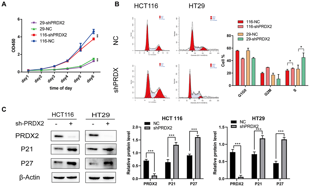 Effects of PRDX2 knockdown on the cell cycle. (A) Cell proliferation was markedly inhibited after PRDX2 downregulation as determined by CCK-8 assay. (B) Flow cytometry cell-cycle analysis showed that sh-PRDX2 induces cell-cycle arrest in HT29 and HCT116 cells. (C) Representative western blot images of the effect of sh-PRDX2 on the expression levels of PRDX2, P21, and P27. β-actin was used as a loading control. The data are shown as the mean ± SD of three experiments. *P P P 
