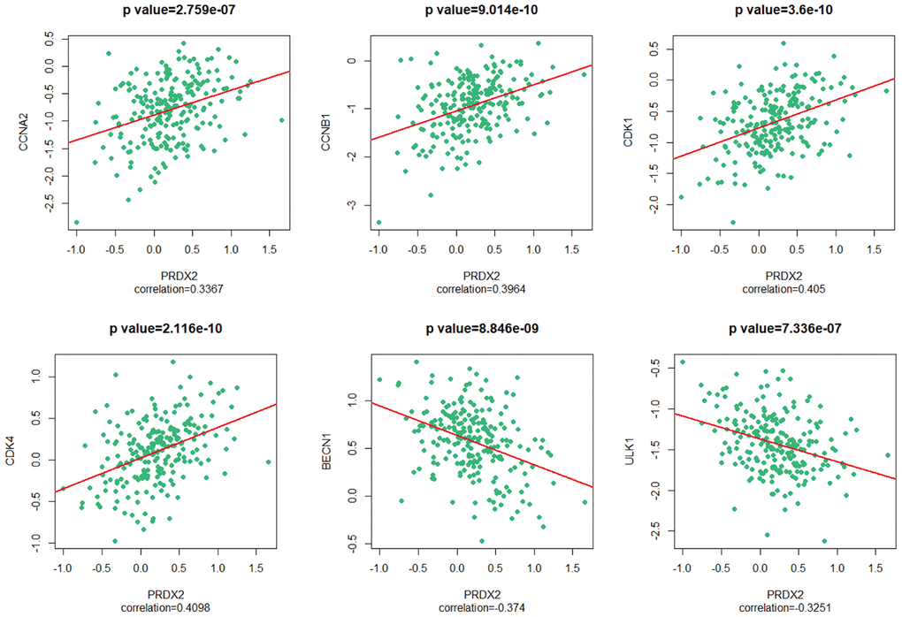 PRDX2 is associated with the cell-cycle and autophagy phenotypes of CRC. Scatter plot showing the correlation between the mRNA level of PRDX2 and those of CCNA2, CCNB1, CDK1, CDK4, BECN1 and ULK1.