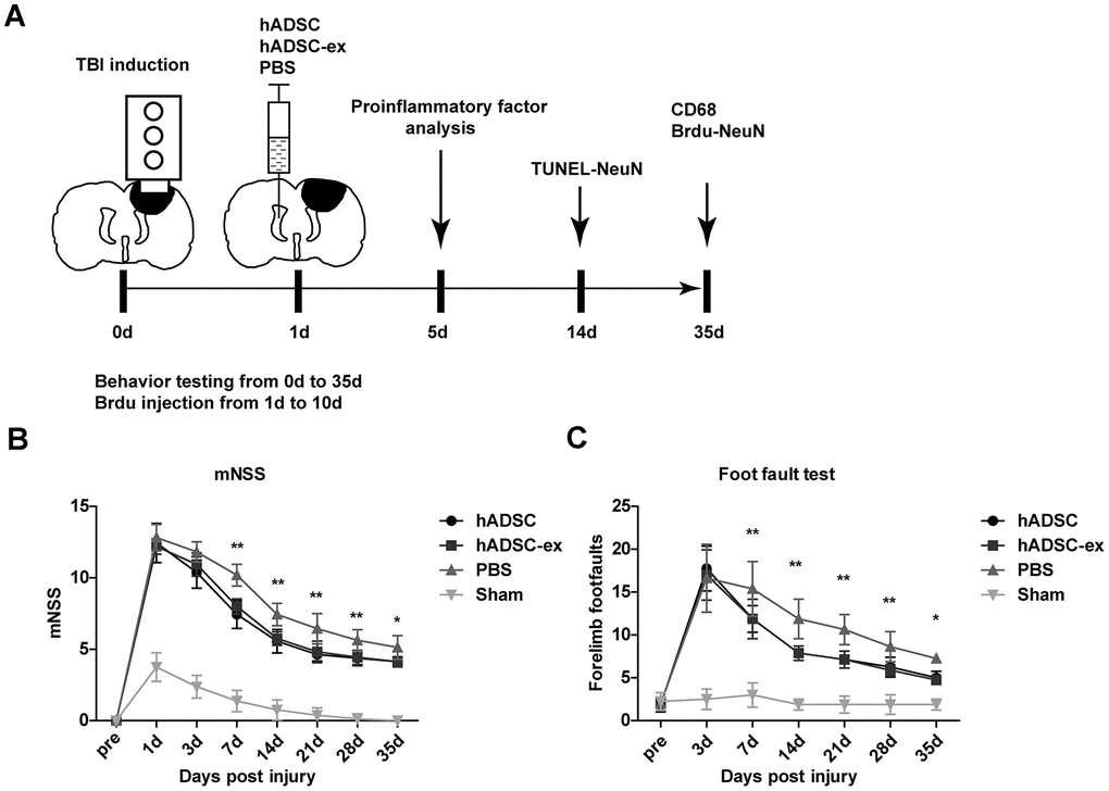 hADSC-ex facilitated sensorimotor functional recovery in TBI rats. (A) Schematic representation of the experimental procedures. (B) Sensorimotor function measured with the mNSS. (C) Left forelimb foot-fault test scores. Data represent the mean ± SD, n = 8 rats per group; ns. p > 0.05, * p 