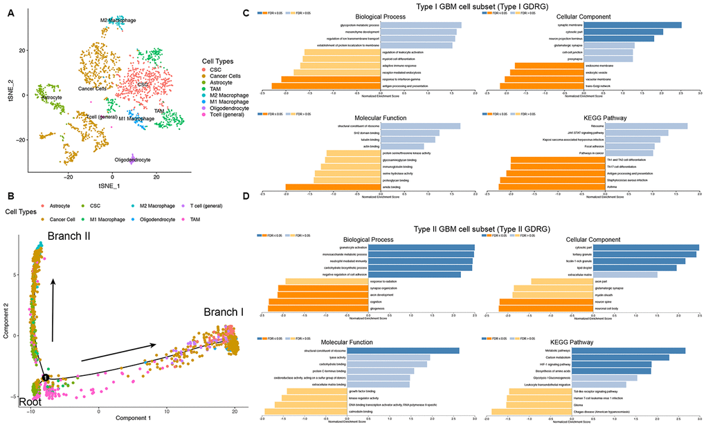 Cell annotation, trajectory analysis and GSEA of two GBM cell subsets with distinct differentiation patterns. (A) All 13 clusters of cells in GBMs were annotated by singleR and CellMarker according to the composition of the marker genes. (B) Trajectory analysis revealed two subsets of GBM cells with distinct differentiation patterns. GBM CSCs were mainly located in the root, whereas GBM cells were located in either branch. Branch I GBM cells were defined by the type I GBM cell subset (434 GBM cells). Branch II GBM cells were defined by the type II GBM cell subset (444 GBM cells). (C and D) GSEA of type I and II GBM cell subsets was performed to identify related molecular mechanisms and pathways. An FDR ≤ 0.05 was considered statistically significant.