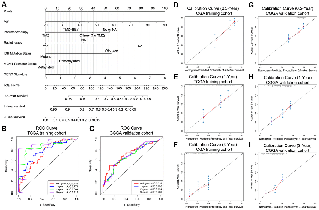 Prognostic nomogram to predict the 0.5-, 1-, and 3-year OS of GBM patients. (A) Nomogram model to predict the prognosis of GBM patients based on the TCGA training cohort. Age, pharmacotherapy, radiotherapy, IDH mutation status, MGMT promoter methylation status, and the GDRG signature were included in the prediction model. The prognostic performance of the nomogram demonstrated by the time-dependent ROC curve for predicting the 0.5-, 1-, and 3-year OS rates in the TCGA training cohort (B) and CGGA validation cohort (C). Calibration plots of the prognostic nomogram for predicting OS at 0.5, 1, and 3 years in the TCGA (D–F) and CGGA (G–I) cohorts. Actual survival is plotted on the y-axis, and nomogram-predicted probability is plotted on the x-axis.