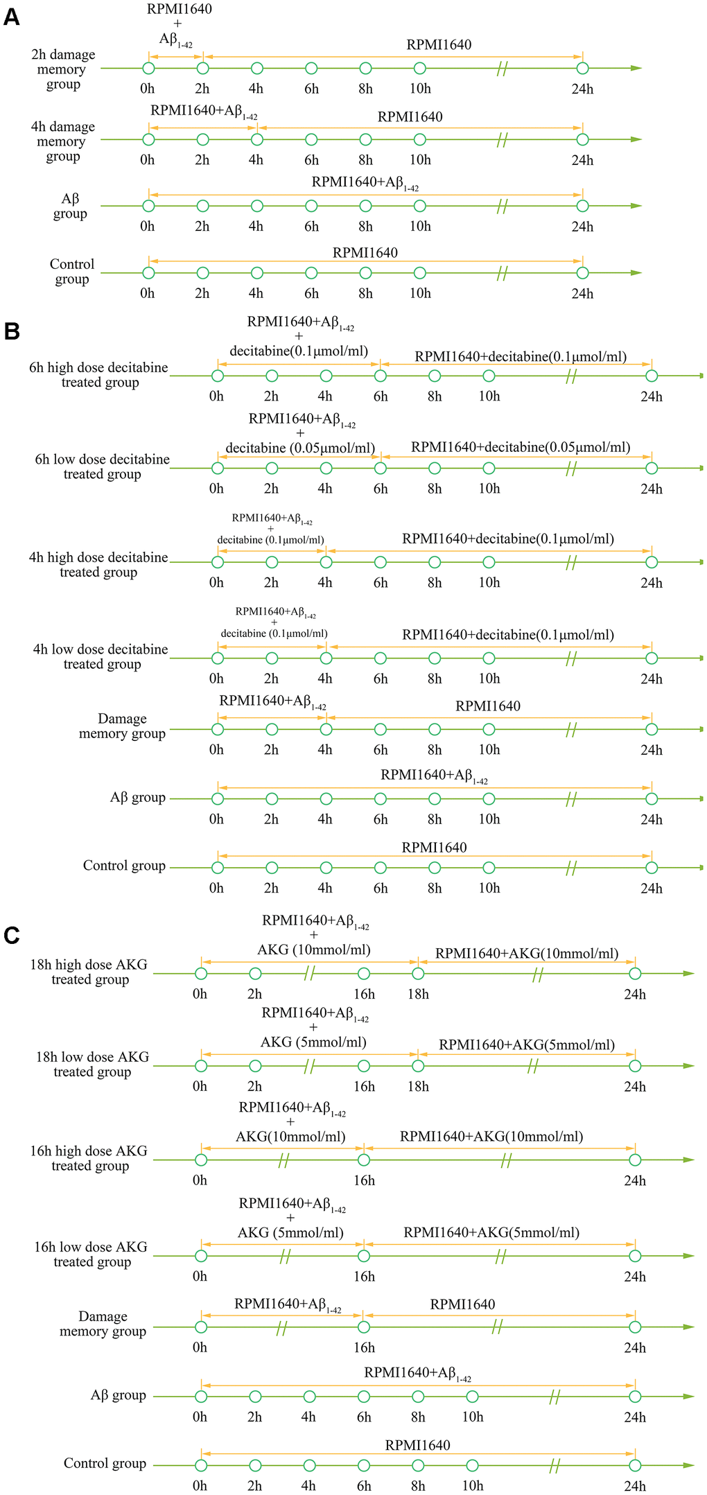 (A) experimental protocol for determining time of cerebrovascular endothelial cell damage memory formation. (B) experimental protocol for evaluating the effect of decitabine on delaying the formation of cerebrovascular endothelial cell damage memory. (C) experimental protocol for evaluating the effect of AKG supplement on delaying the formation of cerebrovascular endothelial cell damage memory.