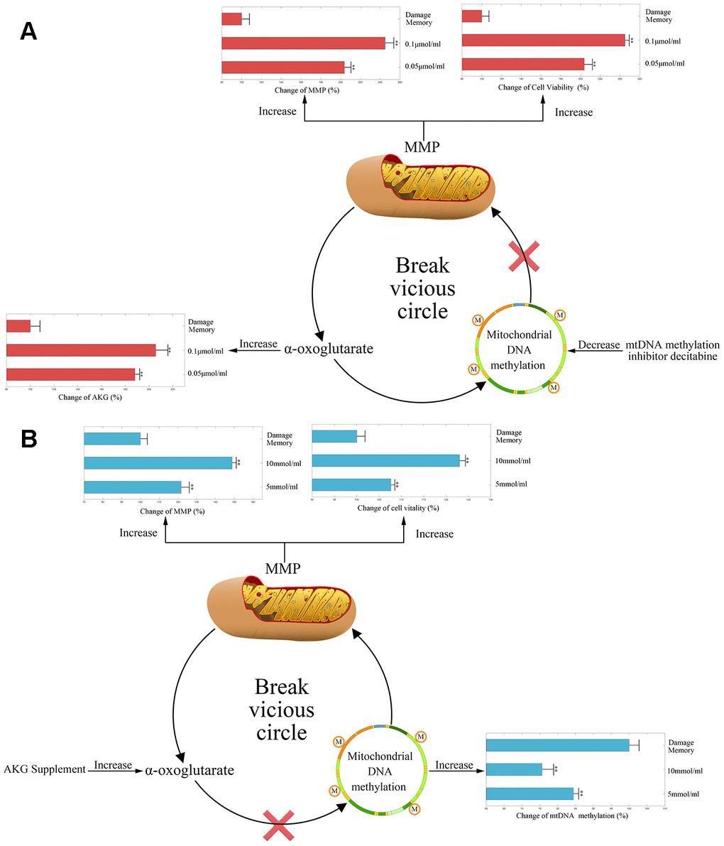 (A) The change of AKG, MMP, and cell vitality in decitabine treated hCMEC/D3 cell. The control group data is normalized to 100%. (B) The change of mtDNA methylation, MMP, and cell vitality in AKG treated hCMEC/D3 cell. The control group data is normalized to 100%. ** p