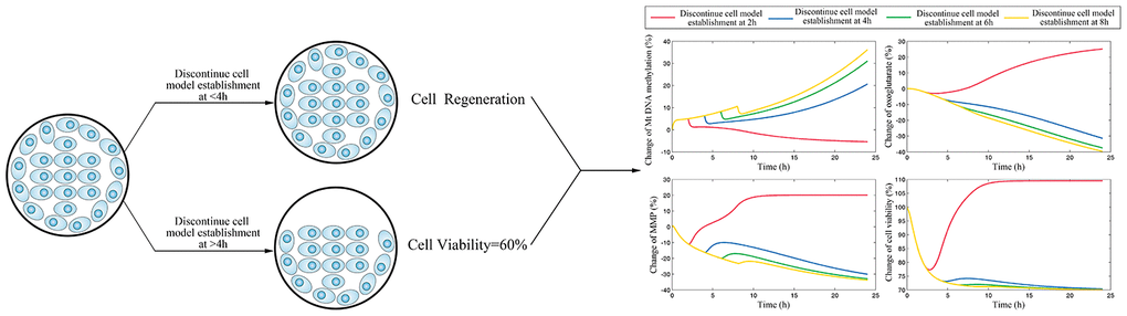 The simulation results for scenario I which investigate the time of cerebrovascular endothelial cell damage memory formation.