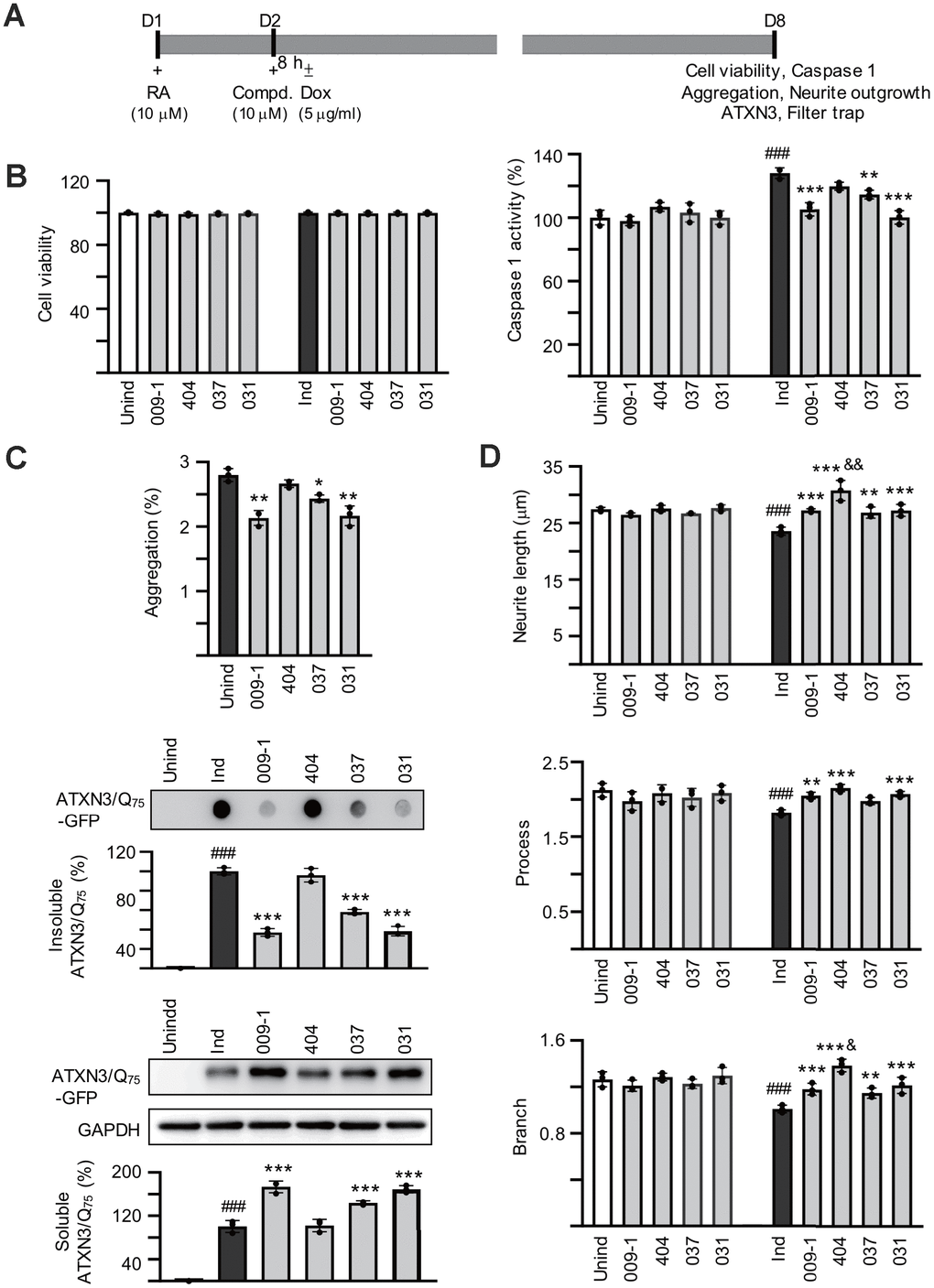 Effects of the tested compounds on cell viability, caspase 1 activity, polyQ aggregation, and neurite outgrowth in ATXN3/Q75-GFP SH-SY5Y cells. (A) Experimental flow chart. ATXN3/Q75-GFP cells were plated on dishes with retinoic acid (RA, 10 μM) added on day 1 to initiate neuronal differentiation. Next day, compound (10 μM) was added to the cells for 8 h followed by inducing ATXN3/Q75-GFP expression with doxycycline or not (± Dox, 5 μg/ml) for 6 days. Cell viability, caspase 1 activity, aggregation and neurite outgrowth were assessed. (B) Relative cell viability and caspase 1 activity (n = 3). For normalization, the relative viability and caspase 1 activity of uninduced and untreated cells was set as 100%. (C) High content polyQ aggregation analysis of ATXN3/Q75-GFP-expressing cells with compound treatment (n = 3). Shown below were filter trap assay of SDS-insoluble ATXN3/Q75-GFP aggregate and Western blot analysis of soluble ATXN3/Q75-GFP protein with compound treatment using GFP antibody (n = 3). To normalize, the relative trapped or soluble ATXN3/Q75-GFP without compound addition was set as 100%. (D) Neurite length, process or branch of ATXN3/Q75-GFP-non-expressing or expressing cells with compound treatment (n = 3).