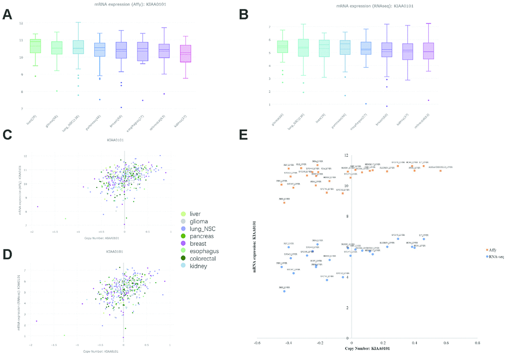 KIAA0101 mRNA expression and copy number in the CCLE database. In the box plots, the solid line indicates the median value, and the dashed line indicates the mean value. (A) KIAA0101 mRNA expression (Affy) levels in liver cancer, glioma, lung nonsmall-cell cancer, pancreatic cancer, breast cancer, esophageal cancer, colorectal cancer, and kidney cancer. The highest KIAA0101 expression was observed in liver cancer. (B) KIAA0101 mRNA expression (RNA-seq) level in these cancer cell lines. (C) The scatter plot demonstrating KIAA0101 mRNA expression (Affy) level and KIAA0101 copy number of cancer cell lines, including liver cancer, glioma, lung nonsmall-cell cancer, pancreatic cancer, breast cancer, esophageal cancer, colorectal cancer, and kidney cancer. (D) The scatter plot demonstrating KIAA0101 mRNA expression (RNA-seq) level and KIAA0101 copy number of these cancer cell lines. (E) The scatter plot demonstrating the KIAA0101 mRNA expression level and KIAA0101 copy number of different cancer cell lines. Orange squares indicate mRNA levels quantified by Affymetrix; blue circles indicate mRNA expression profiled by RNA-seq. The names of these liver cancer cell lines are annotated, including ALEXANDERCELLS