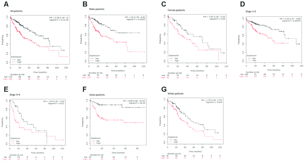 Survival analyses of KIAA0101 mRNA expression levels in HCC patients. (A) Survival analyses of KIAA0101 mRNA expression levels in HCC based on the Kaplan–Meier plotter database. Kaplan–Meier survival curves showed significant differences in OS between HCC patients with high and low KIAA0101 mRNA expression levels (HR=2.09, p=4.1e-05, log-rank test). (B) Survival analyses of KIAA0101 mRNA expression levels in HCC based on the Kaplan–Meier plotter database. Kaplan–Meier survival curves showed significant differences in OS between male HCC patients with high and low KIAA0101 mRNA expression levels (HR=2.6, p=0.00021, log-rank test). (C) Survival analyses of KIAA0101 mRNA expression levels in HCC based on the Kaplan–Meier plotter database. Kaplan–Meier survival curves showed significant differences in OS between female HCC patients with high and low KIAA0101 mRNA expression levels (HR=1.87, p=0.03, log-rank test). (D) Survival analyses of KIAA0101 mRNA expression levels in HCC based on the Kaplan–Meier plotter database. Kaplan–Meier survival curves showed significant differences in OS between early-stage (stage 1+2) HCC patients with high and low KIAA0101 mRNA expression levels (HR=2.34 p=0.00074, log-rank test). (E) Survival analyses of KIAA0101 mRNA expression levels in HCC based on the Kaplan–Meier plotter database. Kaplan–Meier survival curves showed significant differences in OS between advanced-stage (stage 3+4) HCC patients with high and low KIAA0101 mRNA expression levels (HR=1.93, p=0.031, log-rank test). (F) Survival analyses of KIAA0101 mRNA expression levels in HCC based on the Kaplan–Meier plotter database. Kaplan–Meier survival curves showed significant differences in OS between Asian HCC patients with high and low KIAA0101 mRNA expression levels (HR=4.68 p=4e-05, log-rank test). (G) Survival analyses of KIAA0101 mRNA expression levels in HCC based on the Kaplan–Meier plotter database. Kaplan–Meier survival curves showed significant differences in OS between Caucasian HCC patients with high and low KIAA0101 mRNA expression levels (HR=1.74 p=0.018, log-rank test). Abbreviation: HCC: hepatocellular carcinoma. OS: overall survival.