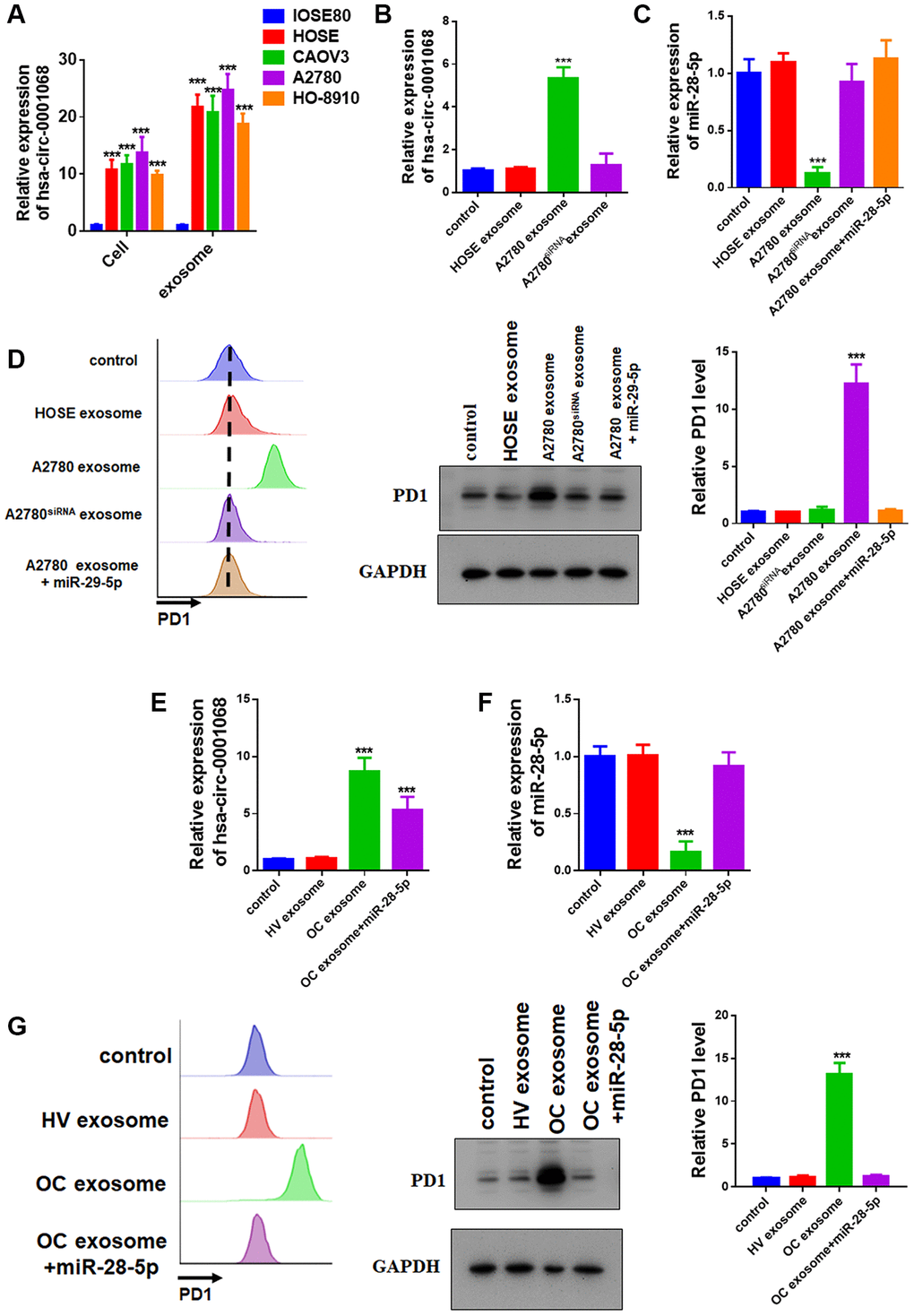 Ovarian cancer cells deliver circ-0001068 into T cells to induce PD1 expression by sponging miR-28-5p through exosomes. (A) The relative levels of circ-0001068 in the exosomes from the ovarian surface epithelium (OSE) cell line, (IOSE80) and ovarian cancer cell lines (HOSE, CAOV3, A2780, and HO-8910). (B) The relative levels of circ-0001068 in the Jurkat T cells that were incubated with exosomes from HOSE cells, A2780 cells, and A2780 cells that were transfected with circ-0001068 siRNA. (C) The relative levels of miR-28-5p in the Jurkat T cells that were incubated with exosomes from HOSE cells, A2780 cells, A2780 cells that were transfected with circ-0001068 siRNA, and A2780 cells plus an miR-28-5p mimic. (D) Flow cytometry was used to determine the relative levels of PD1 in the Jurkat T cells that were incubated with exosomes from HOSE cells, A2780 cells, A2780 cells that were transfected with circ-0001068 siRNA, and A2780 cells plus an miR-28-5p mimic. Right: representative image; Left: quantitative analysis. (E) The relative levels of circ-0001068 in the Jurkat T cells that were incubated with serum exosomes from healthy volunteers, ovarian cancer patients, and ovarian cancer patients plus an miR-28-5p mimic. (F) The relative levels of miR-28-5p in the Jurkat T cells that were incubated with serum exosomes from healthy volunteers, ovarian cancer patients, and ovarian cancer patients plus an miR-28-5p mimic. (G) The relative levels of PD1 in the Jurkat T cells that were incubated with serum exosomes from healthy volunteers, ovarian cancer patients, and ovarian cancer patients plus an miR-28-5p mimic. Right: representative image; Left: quantitative analysis. ***P 