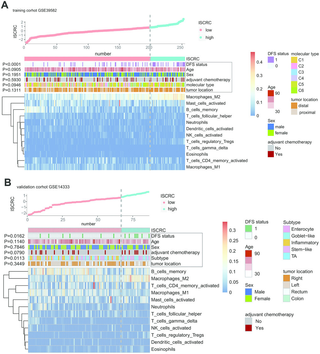 The correlation between immune risk score (namely ISCRC model) and other clinicopathological characteristics in GSE39582 and GSE14333. The distribution of ISCRC, patients’ recurrence status, age, sex, adjuvant chemotherapy, molecular type, tumor location, and immune cells were analyzed in the GSE39582 (A) and GSE14333 (B).