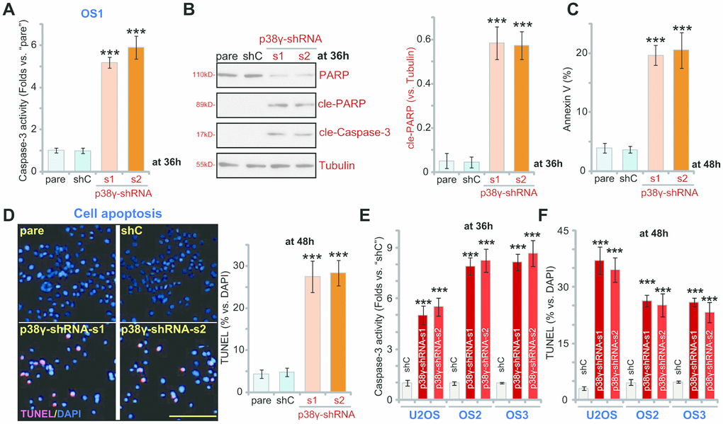 p38γ shRNA provokes apoptosis in human OS cells. Human OS cells, including OS1/OS2/OS3 primary cells and the established U2OS cells, with scramble control shRNA (“shC”) or the applied p38γ shRNA (p38γ-shRNA-s1/s2), were cultured for applied time periods, the relative caspase-3 activity was tested (A, E), with expression of apoptosis-associated proteins examined by Western blotting (B); Cell apoptosis was tested by Annexin V FACS (C) and nuclear TUNEL staining (D, F) assays, and results were quantified. Expression of listed proteins was quantified and normalized to the loading control (B). Data presented as mean ± standard deviation (SD, n=5). *** pD).