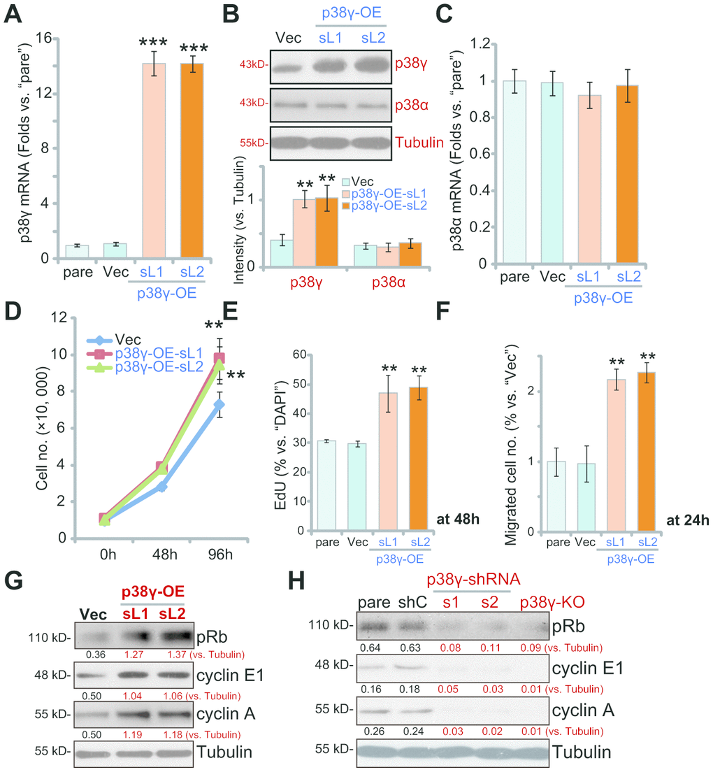 Ectopic overexpression of p38γ promotes human OS cell progression in vitro. Expression of listed genes in the stable OS1 cells, with the pLenti6-puro-GFP-p38γ expression vector (p38γ-OE-sL1 and p38γ-OE-sL2, two lines) or the empty vector (“Vec”), tested by Western blotting and qPCR assays (A–C); Cells were further cultured for applied time periods, cell growth (cell counting assay, D), proliferation (by measuring EdU ratio, E) and migration (“Transwell” assay, F) were tested; Rb phosphorylation and cyclin E1/A expression were tested by Western blotting (G). Rb phosphorylation and cyclin E1/A in the OS1 cells with scramble control shRNA (“shC”) or the applied p38γ shRNA (p38γ-shRNA-s1/s2), as well as in the p38γ-KO OS1 cells (by sgRNA-1), were tested and results were shown (H). Expression of listed proteins was quantified and normalized to the loading control (B, G, H). Data presented as mean ± standard deviation (SD, n=5). ** pp