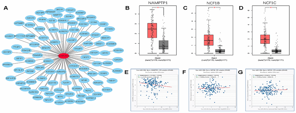 Screening upstream potential pseudogenes of has- miR-26b-5p in pancreatic cancer. (A) The pseudogenes- has-miR-26b-5p network constructed by Cytoscape. (B) The expression levels of NAMPTP1 in pancreatic cancer. (C) The expression levels of NCF1B in pancreatic cancer. (D) The expression levels of NCF1C in pancreatic cancer. (E) The expression correlation of has- miR-26b-5p and NAMPTP1 in pancreatic cancer. (F) The expression correlation of has-miR-26b-5p and NCF1B in pancreatic cancer. (G) The expression correlation of has- miR-26b-5p and NCF1C in pancreatic cancer. “*” represents “P-value 