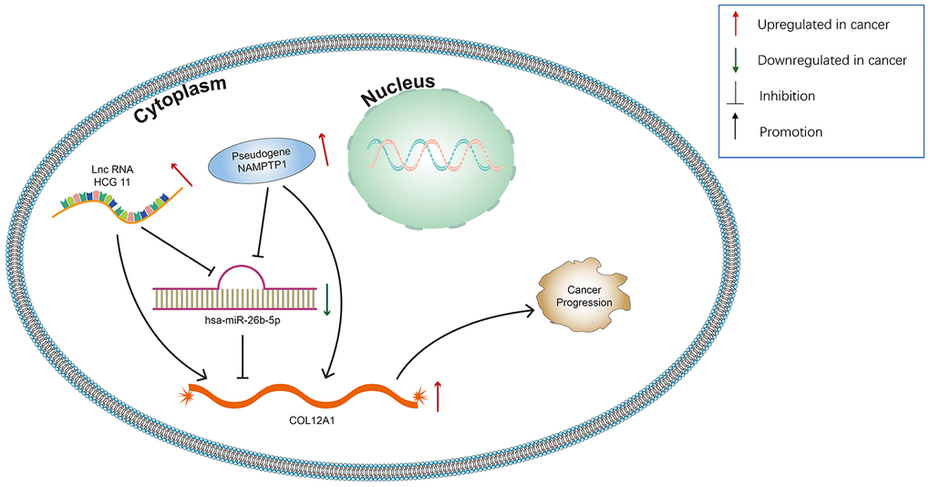 Model of the pseudogene/lncRNA-has-miR-26b-5p-COL12A1 network and its expression and potential roles in pancreatic cancer progression.