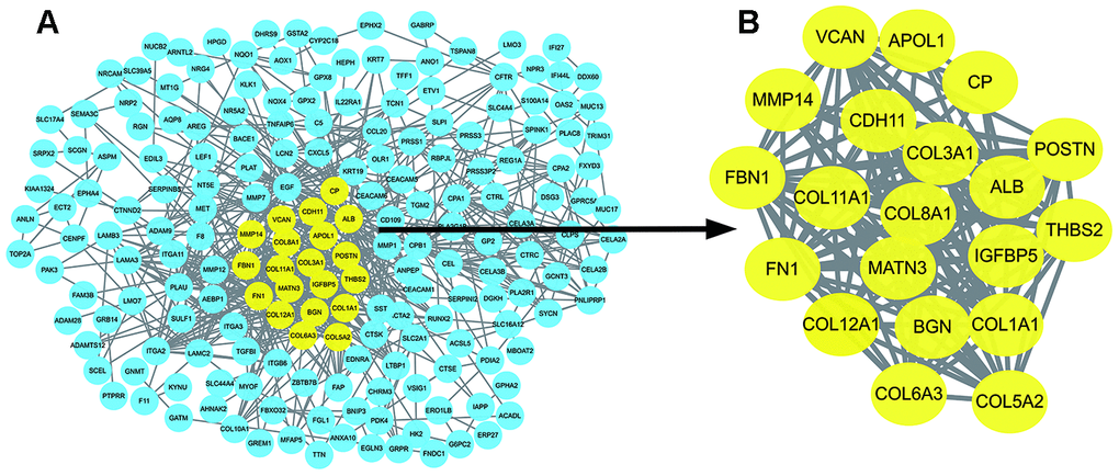 Identification of hub genes in protein-protein interaction (PPI) network. (A) The PPI network of significant DEGs was constructed using Cytoscape. (B) The most significant module selected from the PPI network using the plug-in MCODE of Cytoscape. MCODE :Molecular Complex Detection.