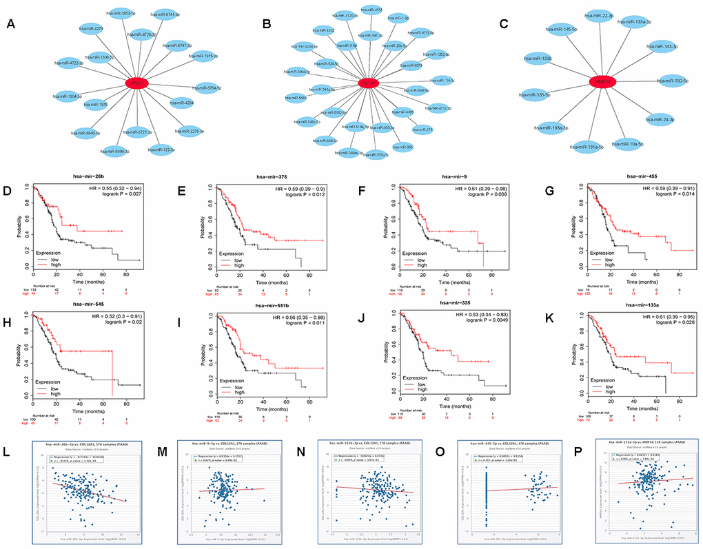 Identification of upstream potential miRNAs of APOL1, COL12A1 and MMP14 by combination of miRNA prediction, survival analysis and correlation analysis. (A) The miRNA- APOL1 network established by Cytoscape. (B) The miRNA- COL12A1 network established by Cytoscape. (C) The miRNA-MMP14 network established by Cytoscape. (D) Prognostic value of has- miR-26b-5p in pancreatic cancer. (E) Prognostic value of has- miR-375 in pancreatic cancer. (F) Prognostic value of has-miR-9-5p in pancreatic cancer. (G) Prognostic value of has- miR-455-3p in pancreatic cancer. (H) Prognostic value of has- miR-545-3p in pancreatic cancer. (I) Prognostic value of has-miR-551b-5p in pancreatic cancer. (J) Prognostic value of has- miR-335-5p in pancreatic cancer. (K) Prognostic value of has- miR-133a-3p in pancreatic cancer. (L) The expression correlation of has- miR-26b-5p and COL12A1 in pancreatic cancer. (M) The expression correlation of has-miR-9-5p and COL12A1 in pancreatic cancer. (N) The expression correlation of has-miR-551b-5p and COL12A1 in pancreatic cancer. (O) The expression correlation of has- miR-545-3p and COL12A1 in pancreatic cancer. (P) The expression correlation of has- miR-133a-3p and MMP14 in pancreatic cancer.