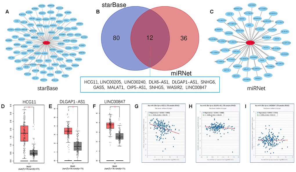 Screening upstream potential lncRNAs of has- miR-26b-5p in pancreatic cancer. (A) The potential lncRNAs of has- miR-26b-5p predicted by starBase database. (B) 12 intersected lncRNAs (LINC00205 LINC00240 DLX6-AS1 DLGAP1-AS1 HCG11 SNHG6 GAS5 MALAT1 OIP5-AS1 SNHG5 WASIR2 LINC00847) from starBase and miRNet databases. (C) The potential lncRNAs of has- miR-26b-5p predicted by miRNet database. (D) The expression levels of HCG11 in pancreatic cancer (E) The expression levels of DLGAP1-AS1 in pancreatic cancer (F) The expression levels of LINC00847 in pancreatic cancer. (G) The expression correlation of has- miR-26b-5p and HCG11 in pancreatic cancer. (H) The expression correlation of has-miR-26b-5p and DLGAP1-AS1 in pancreatic cancer. (I) The expression correlation of has-miR-26b-5p and LINC00847 in pancreatic cancer. “*” represents “P-value 