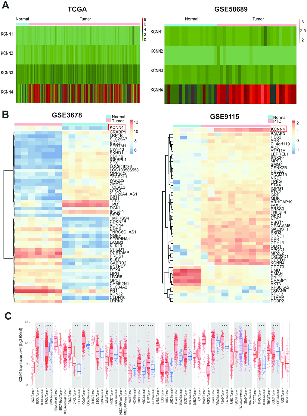 KCNN4 was differentially expressed in PTC and most other cancers. (A) The expression of the KCNN family in PTC was assessed using data from TCGA and GSE58689. (B) Heatmap of the top 50 significantly differentially expressed genes in GSE3678 and GSE9115, based on the adjusted p-value. (C) KCNN4 was overexpressed in multiple cancers in TCGA. The statistical significance of differential expression was evaluated using the Wilcoxon test. *ppp