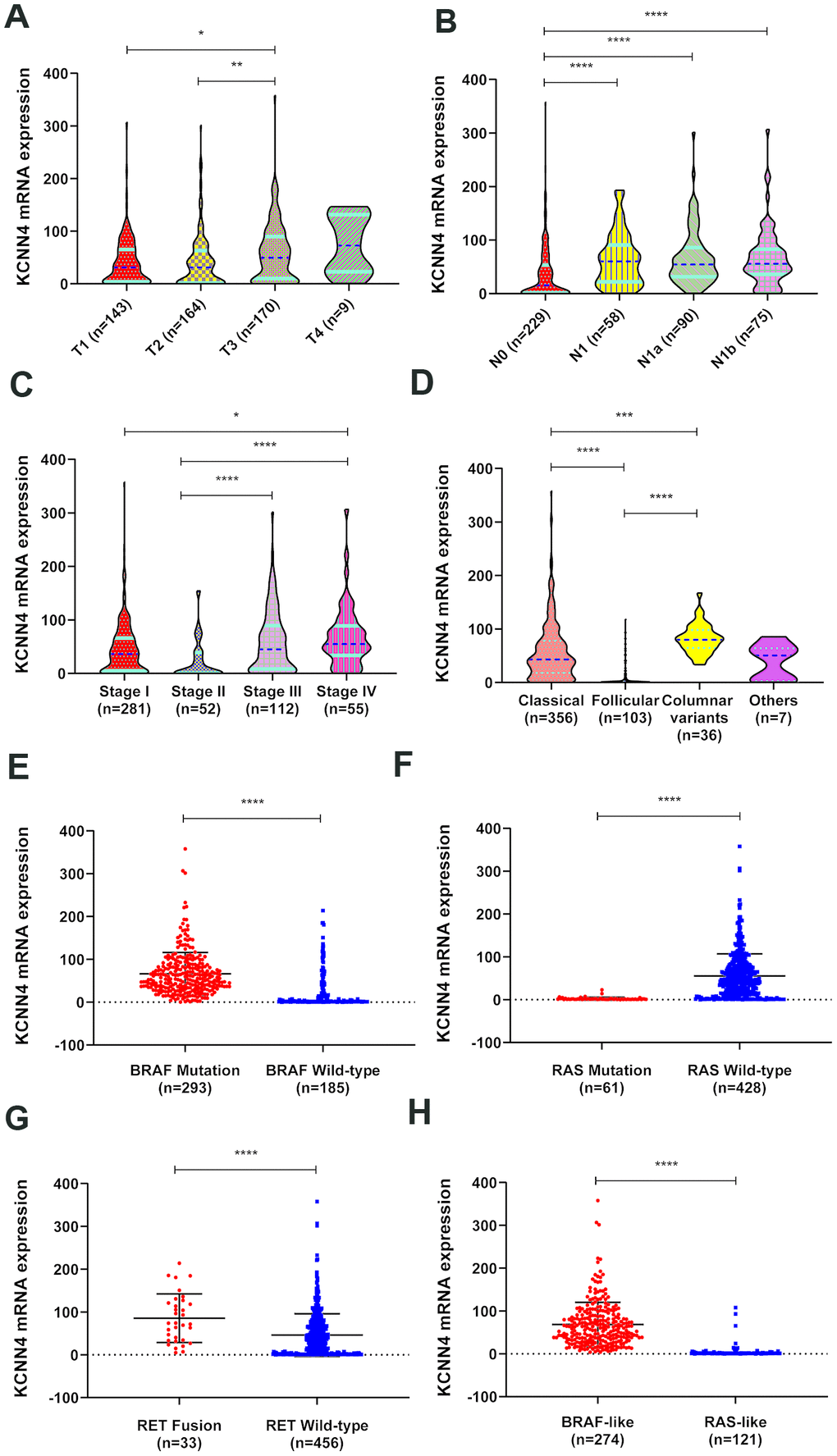 The relationship between KCNN4 expression and clinicopathological characteristics of PTC. (A–C) KCNN4 expression varied according to the T stage, N stage and tumor stage. Higher KCNN4 expression tended to be associated with worse clinicopathological features. (D) The expression of KCNN4 in different subtypes of PTC. KCNN4 was significantly upregulated in the columnar variant subtype and the classical subtype compared to the follicular subtype. (E) KCNN4 expression was significantly higher in the BRAF mutation group than in the BRAF wild-type group. (F) KCNN4 expression was significantly higher in the RAS wild-type group than in the RAS mutation group. (G) KCNN4 expression was significantly higher in the RET fusion group than in the RET wild-type group. (H) KCNN4 expression was higher in the BRAF-like group than in the RAS-like group. Statistical analyses were performed as follows: A-D: Kruskal-Wallis test; E-H: Mann-Whitney test. *pppp