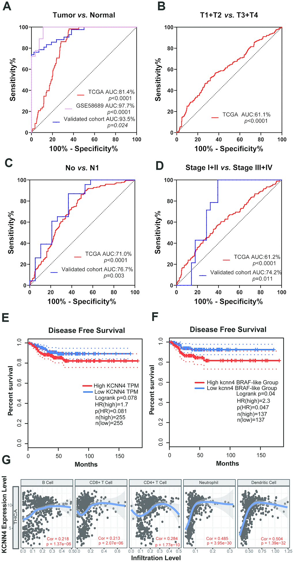 The upregulation of KCNN4 served as a prognostic and diagnostic biomarker in PTC. (A) ROC curve analysis demonstrated that KCNN4 could distinguish PTC from nontumorous tissues in TCGA, GSE58689 and our validated cohort. (B) Diagnostic value of KCNN4 expression for the T stage in TCGA. (C, D) ROC curve analysis depicting KCNN4 expression against the N stage and tumor stage in TCGA and our validated cohort. (E, F) Kaplan-Meier analyses of disease-free survival based on low and high KCNN4 expression in PTC patients and the BRAF-like group from TCGA. (G) KCNN4 expression was associated with immune infiltration in TCGA. THCA: Thyroid carcinoma; Cor: Correlation.