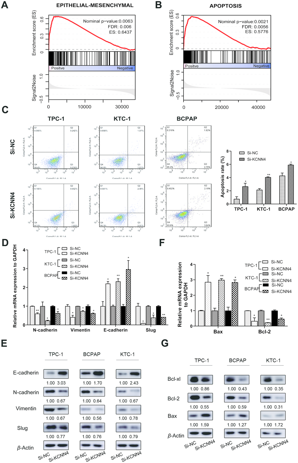 The downregulation of KCNN4 prevented the EMT while promoting apoptosis in PTC cell lines. (A, B) Single GSEA based on data from TCGA demonstrated that KCNN4 was associated with the EMT and apoptosis. (C) Silencing KCNN4 promoted apoptosis in PTC cell lines. (D, E) Silencing KCNN4 upregulated E-cadherin and downregulated N-cadherin, Vimentin and Slug at the mRNA and protein levels. (F) qRT-PCR demonstrated that downregulating KCNN4 enhanced Bax expression but reduced Bcl-2 expression. (G) Western blotting assays revealed that downregulating KCNN4 increased Bax expression and reduced Bcl-2 and Bcl-xl expression at the protein level. *pp